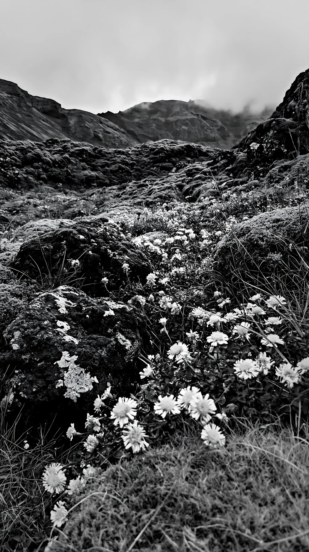 Black and white mossy boulder meadow with yellow flowers in a natural setting - AI-generated stock image