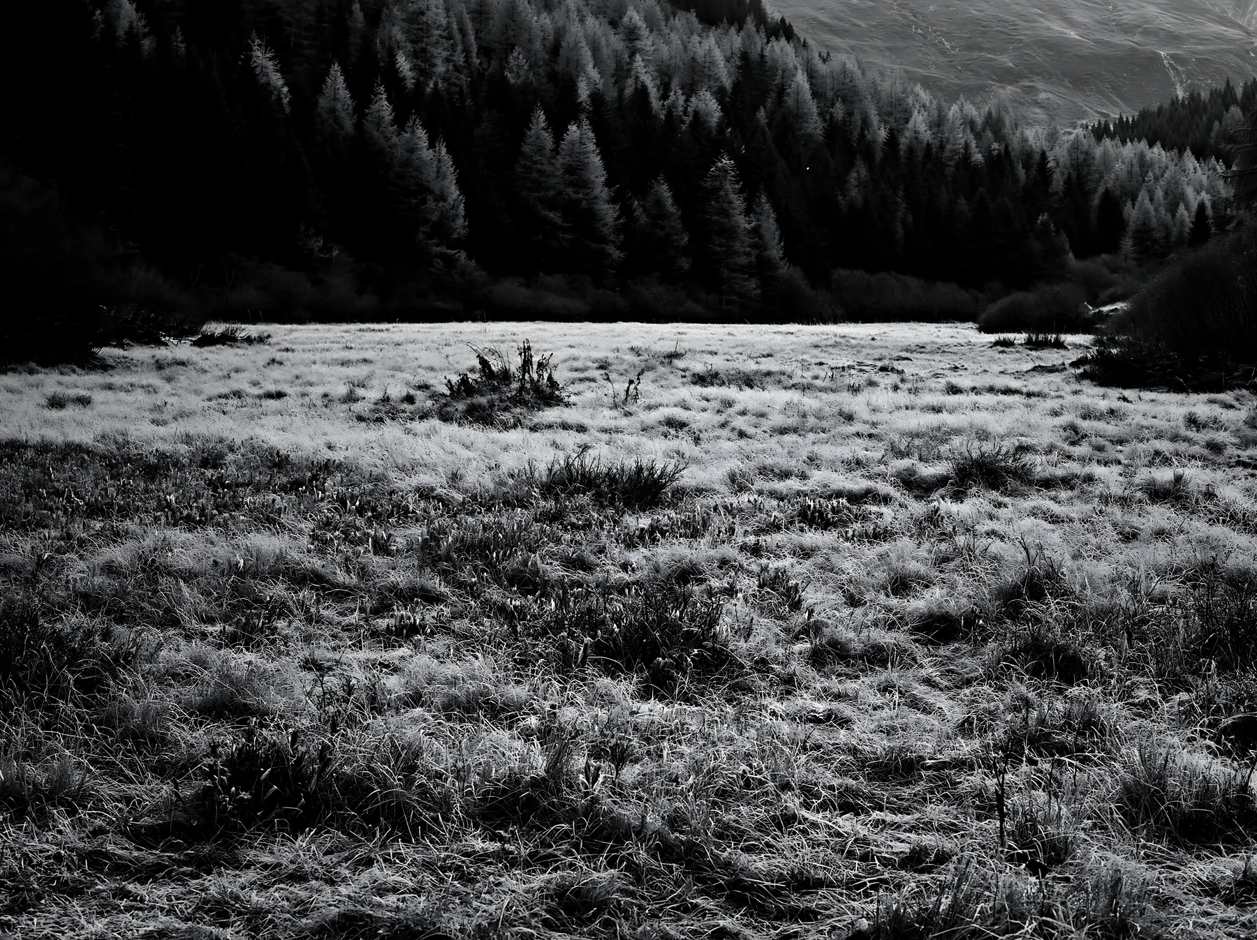 Wooded valley meadow in black and white photograph - AI-generated stock image