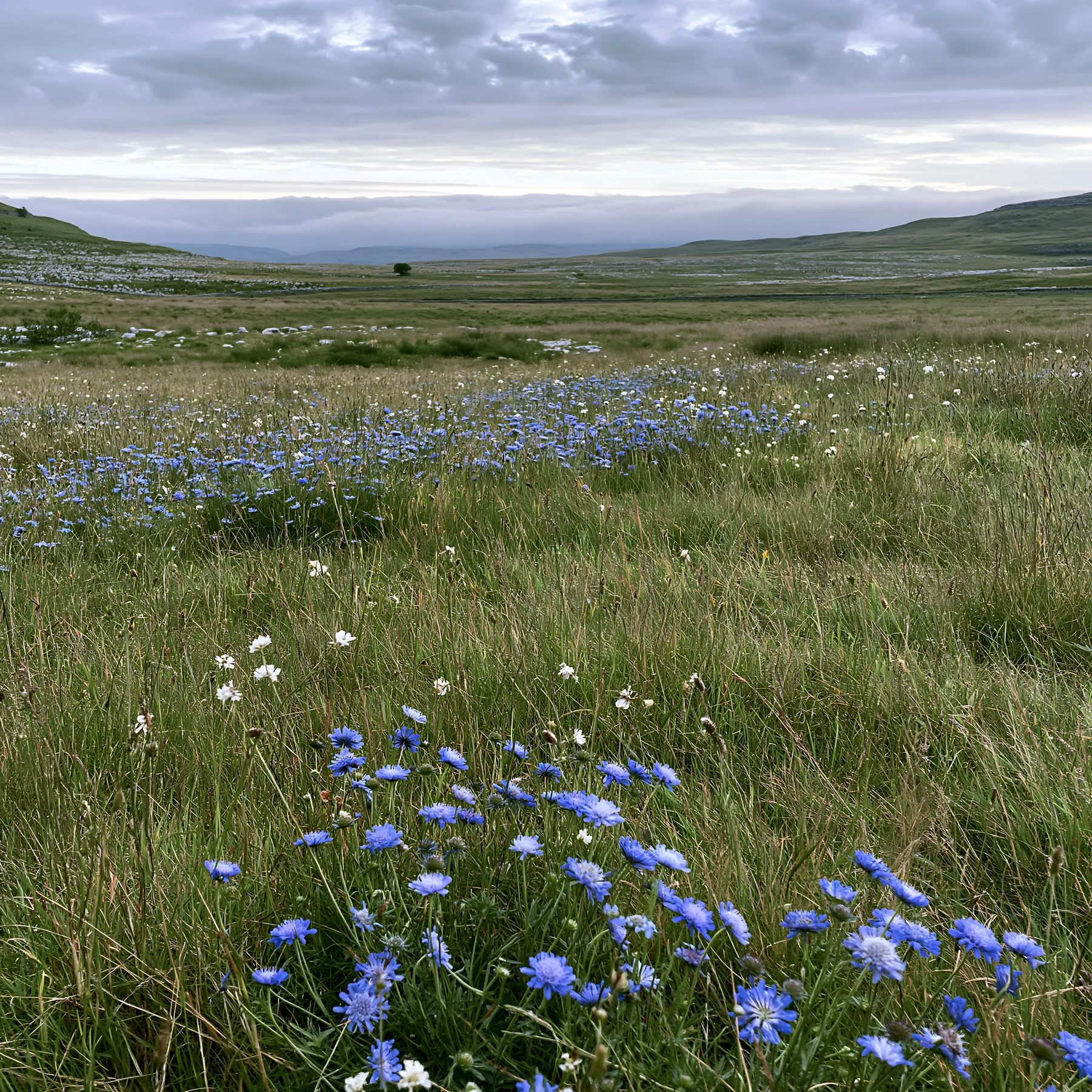 Cloudy limestone wildflower meadow with blue flowers - AI-generated stock image