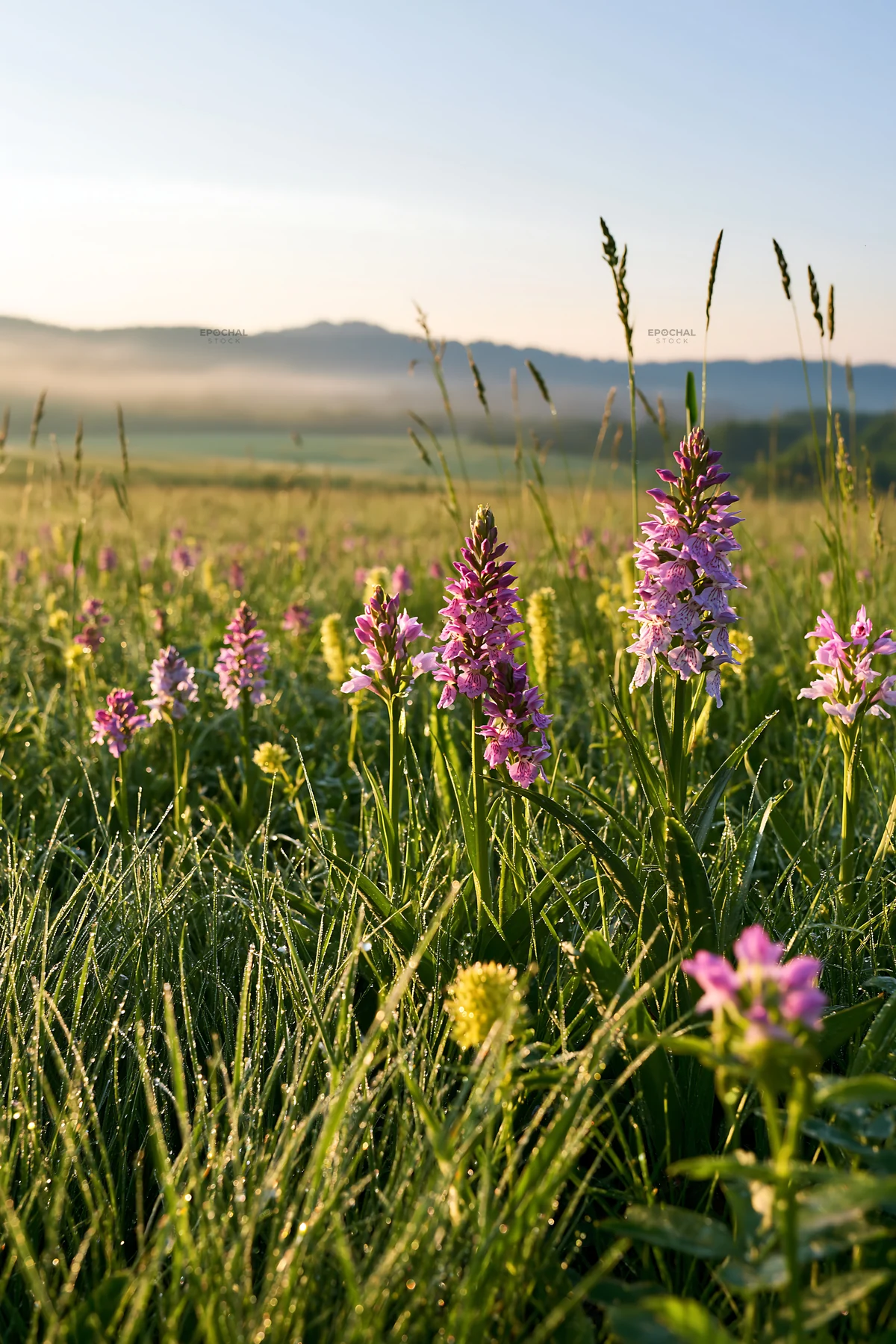 Colorful orchid meadow fills the landscape with flowers - AI-generated stock image