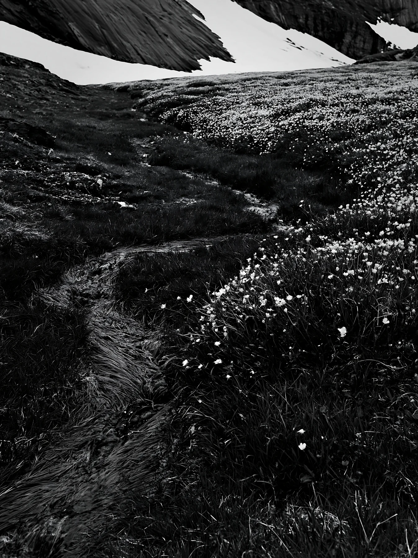 Black and white buttercup meadow with stream flowing through grassy area - AI-generated stock image