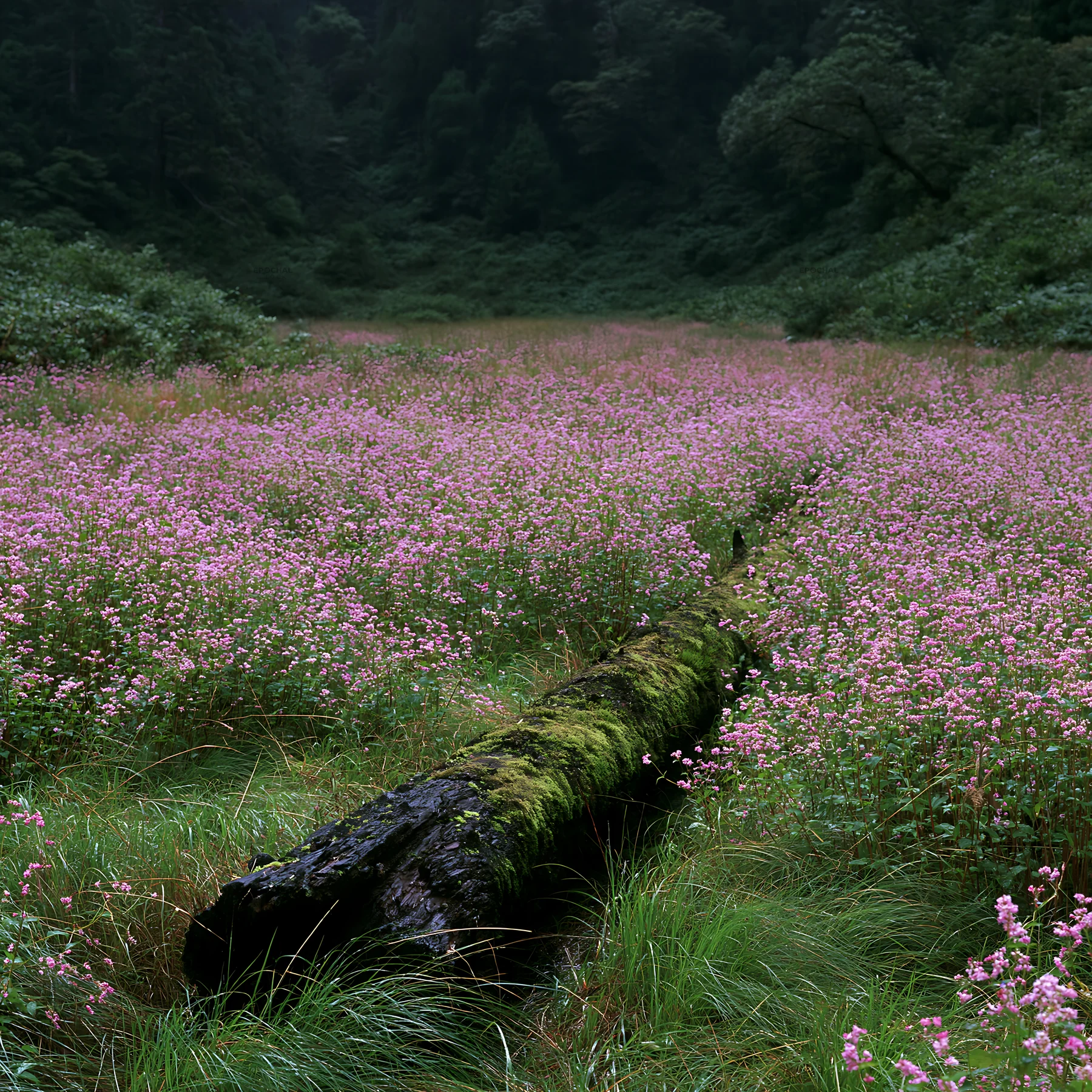Mossy log in a low carbon meadow in Gifu - AI-generated stock image