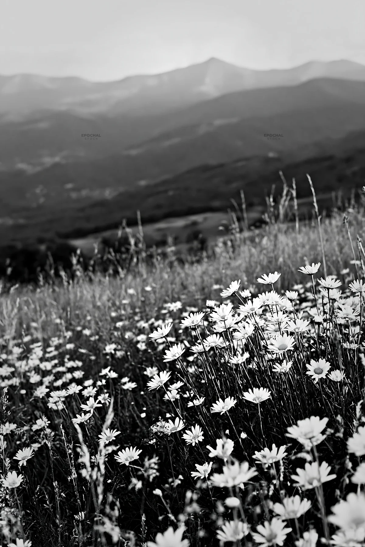 Flower-filled meadow below Pyrenees mountains in France - AI-generated stock image