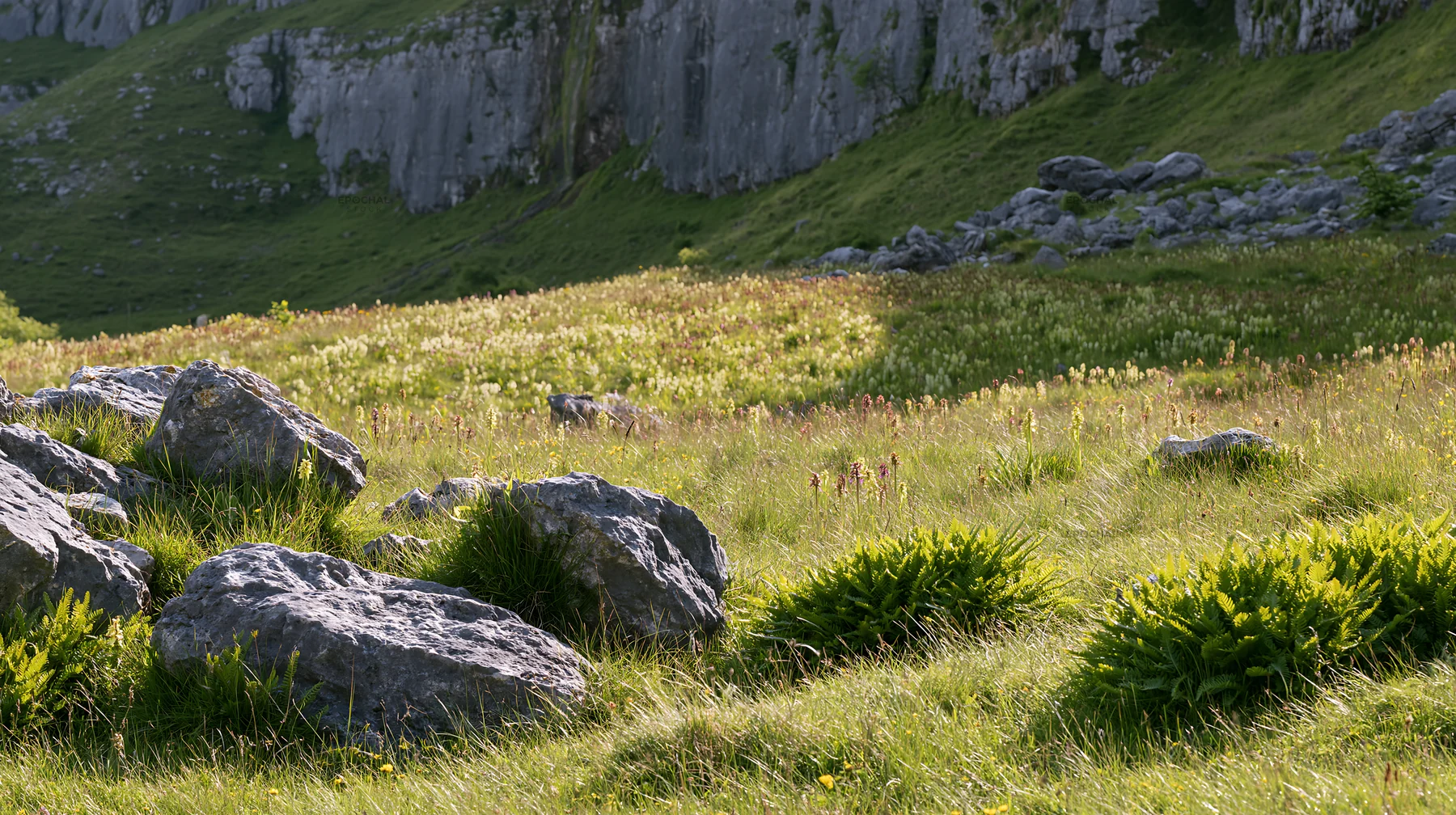 Biodiverse meadow with rocks and vegetation in natural setting - AI-generated stock image