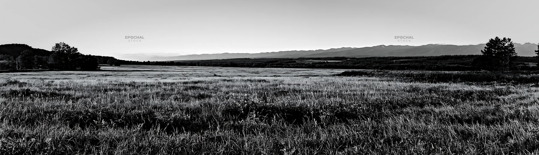 Black and white expansive Hokkaido restoration meadow with dewdrops - AI-generated stock image