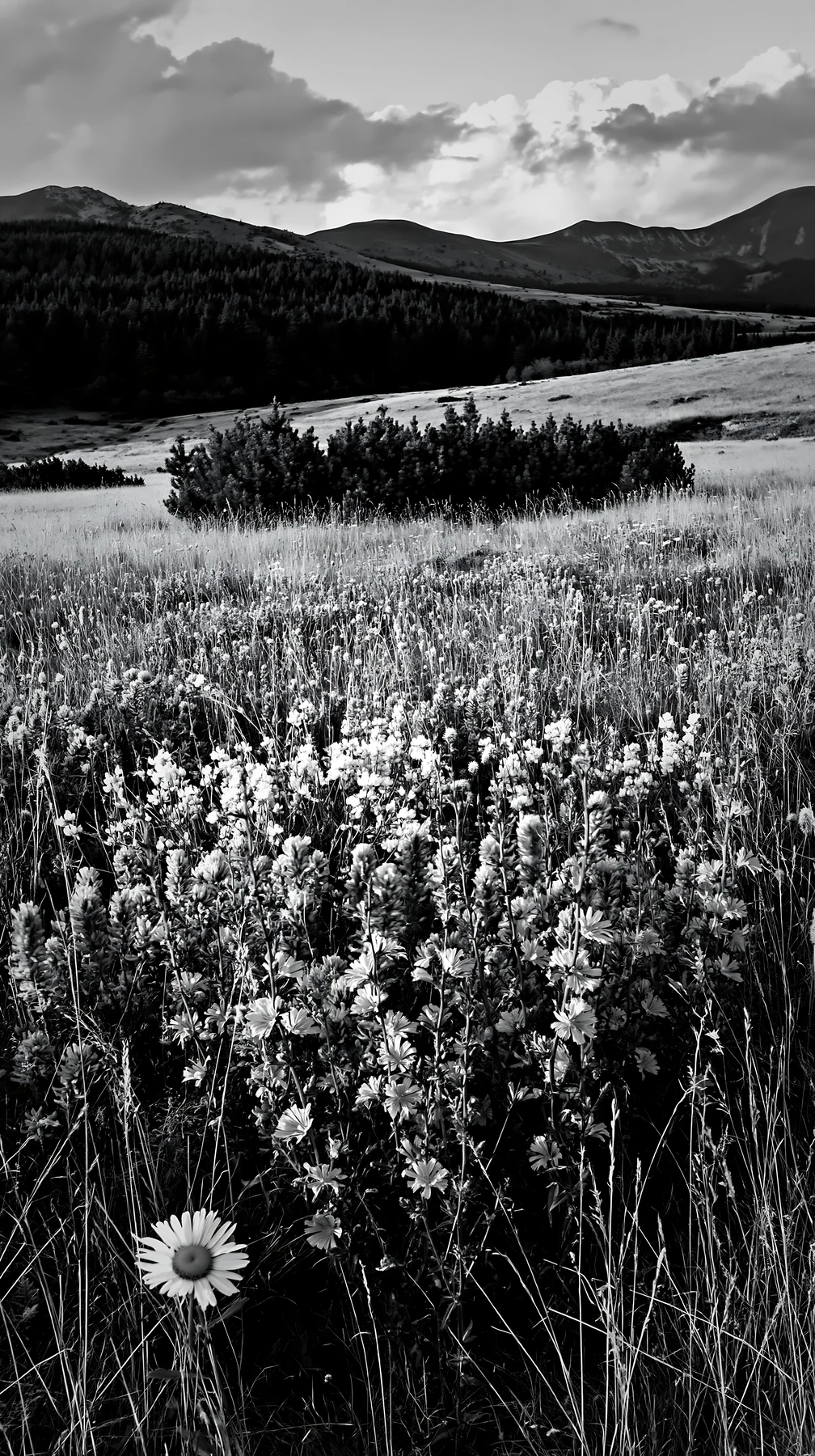 Sainfoin chicory meadow in black and white landscape - AI-generated stock image