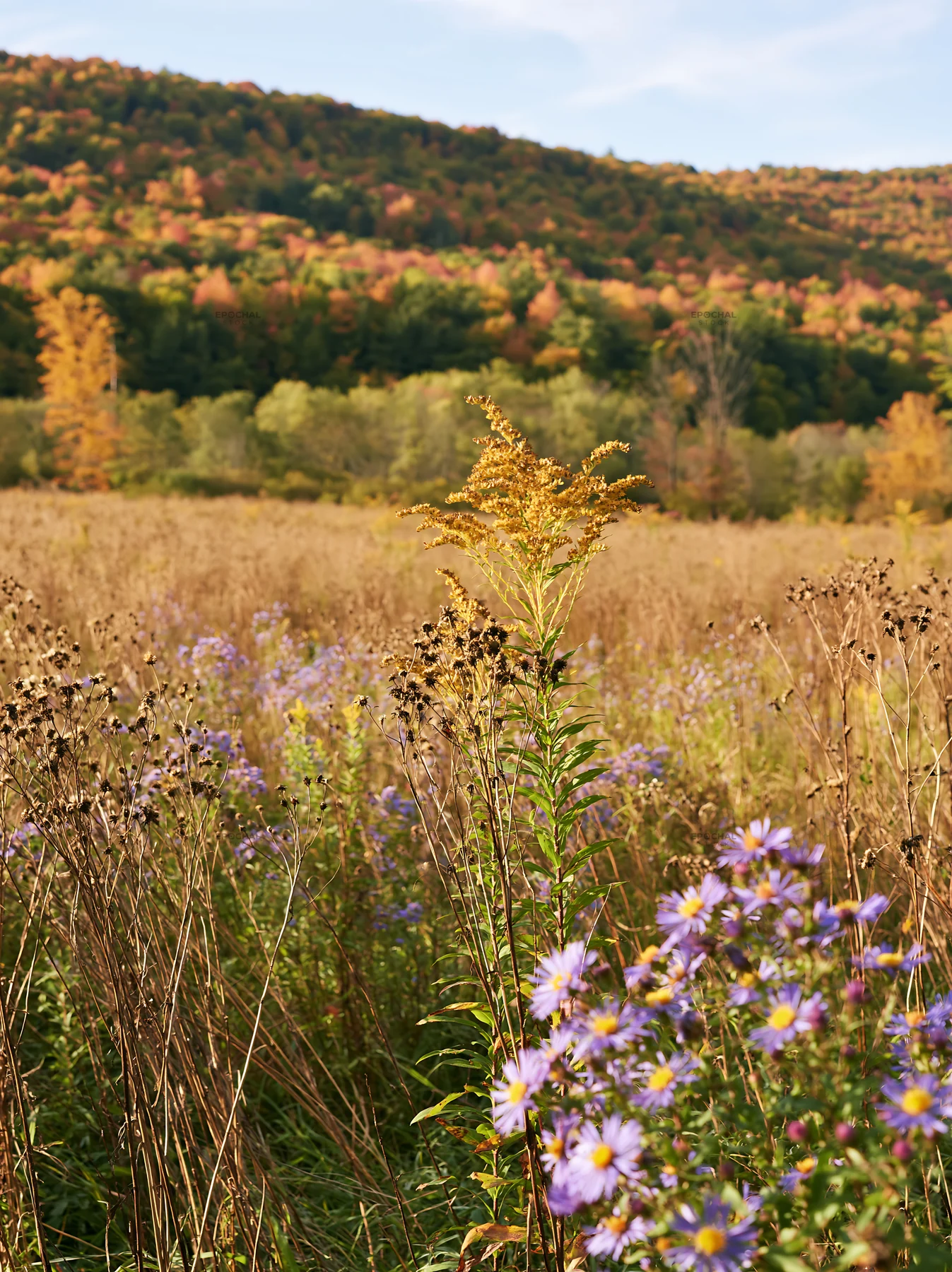 Seedhead meadow with wildflowers in a bright landscape - AI-generated stock image