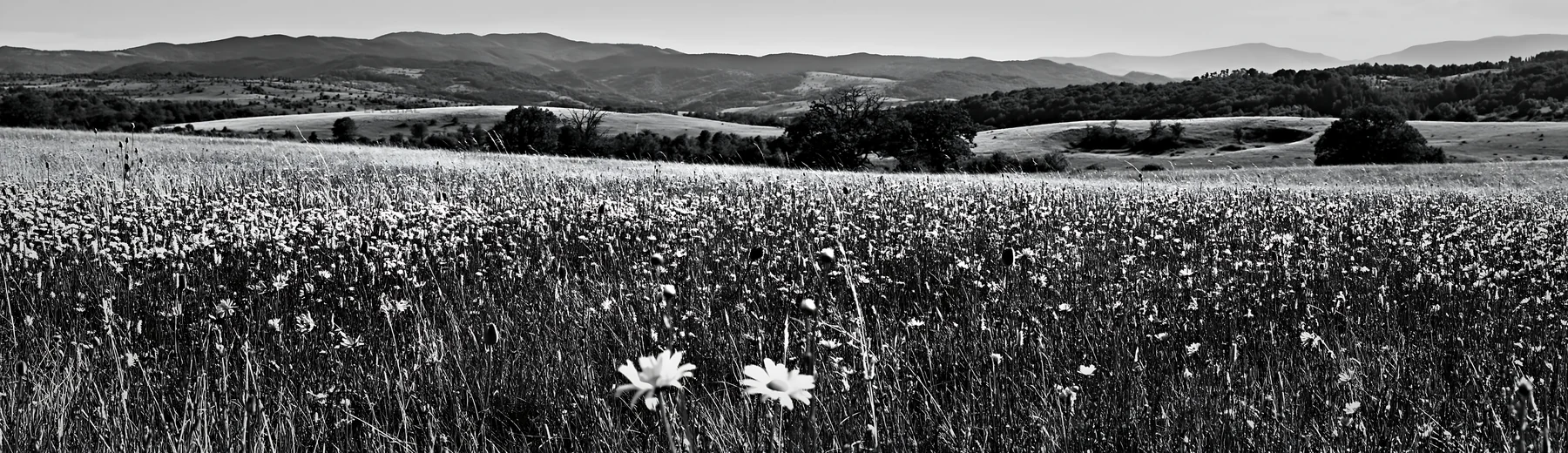Sainfoin chicory meadow in black and white landscape - AI-generated stock image