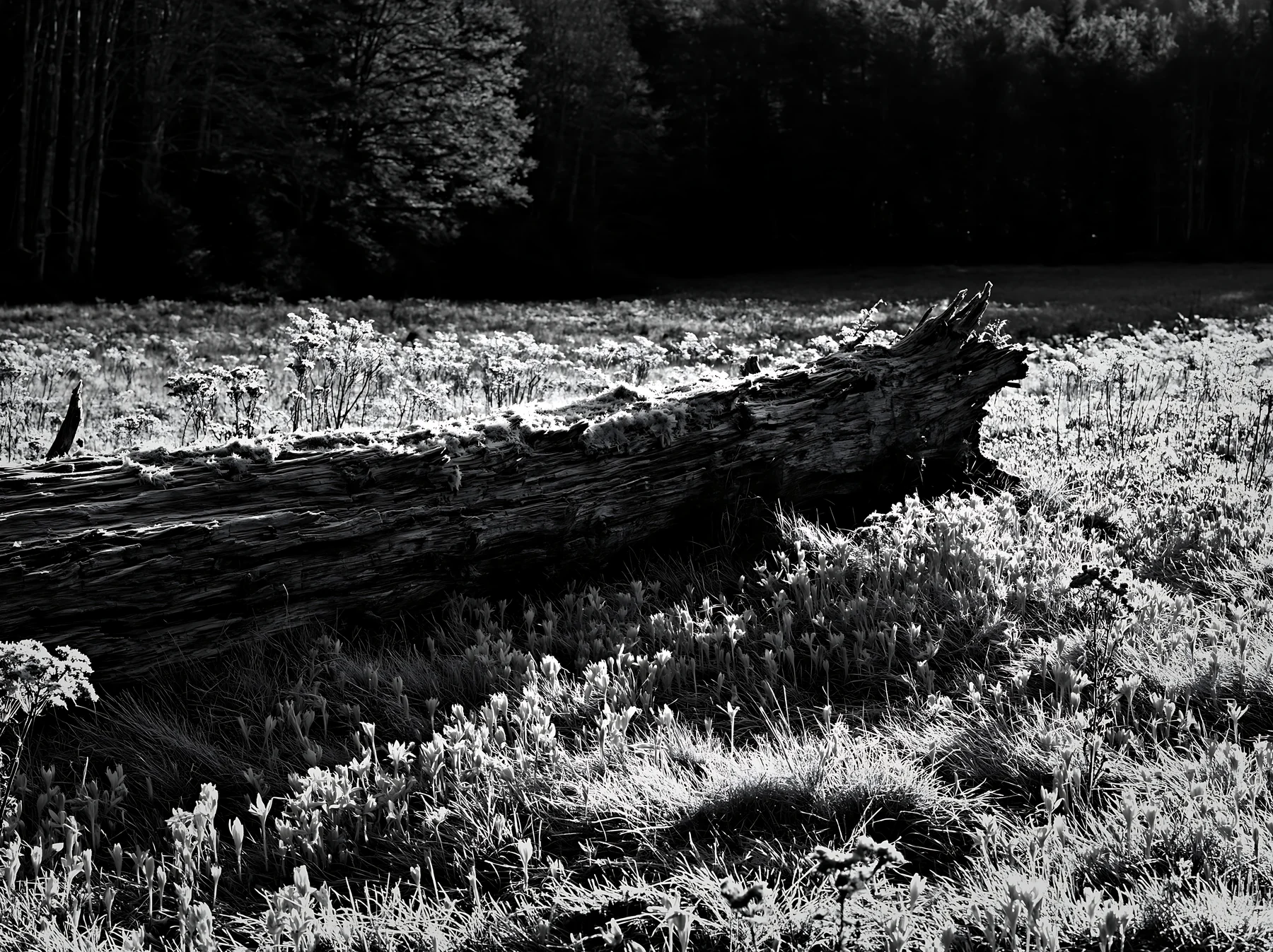 Weathered log on meadow under the trees in black and white - AI-generated stock image