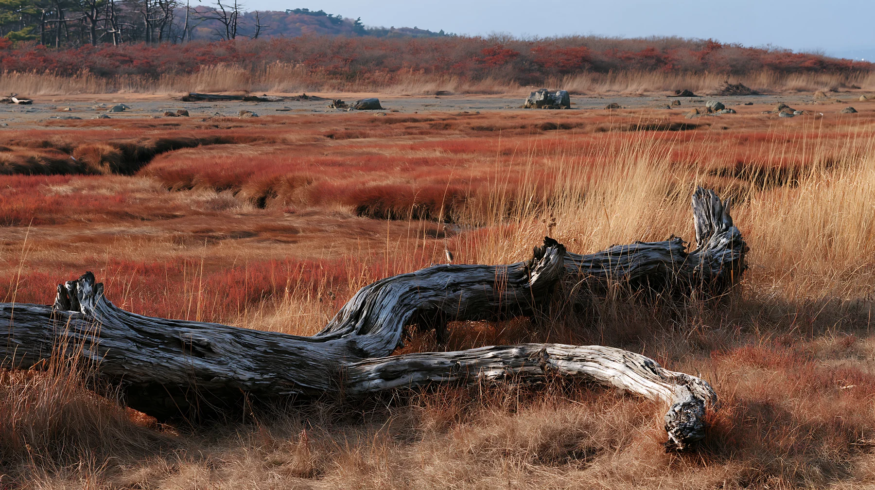 Chiba coastal climate meadow driftwood in foreground - AI-generated stock image