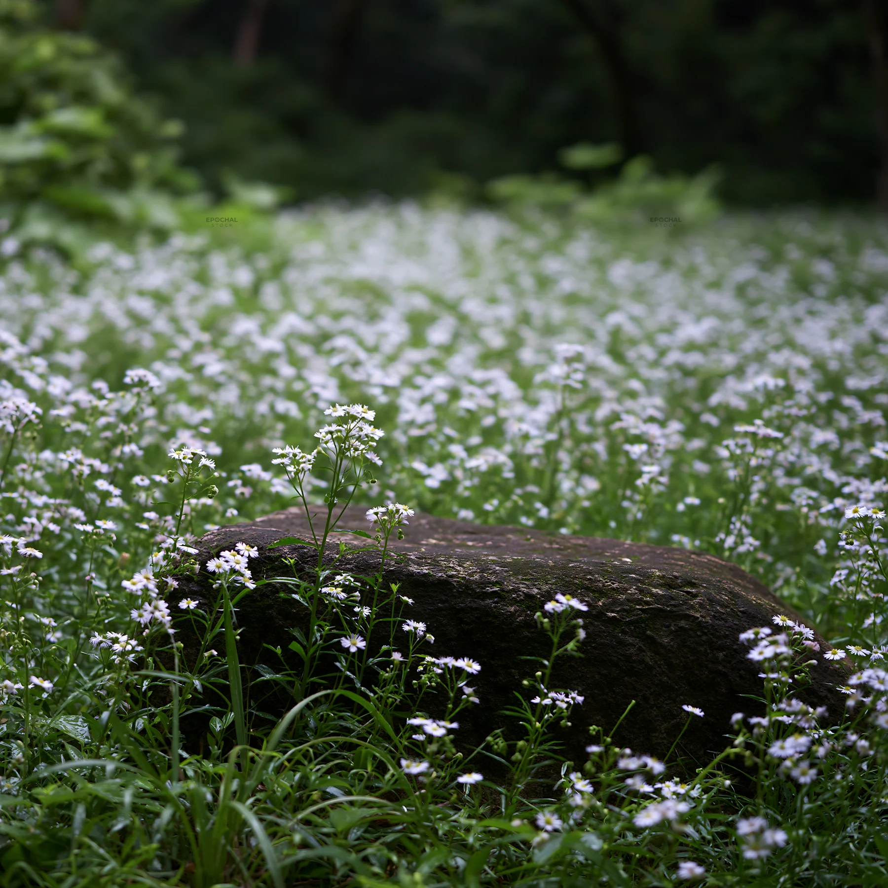 Hiroshima meadow with flowers and smooth rock in the foreground - AI-generated stock image