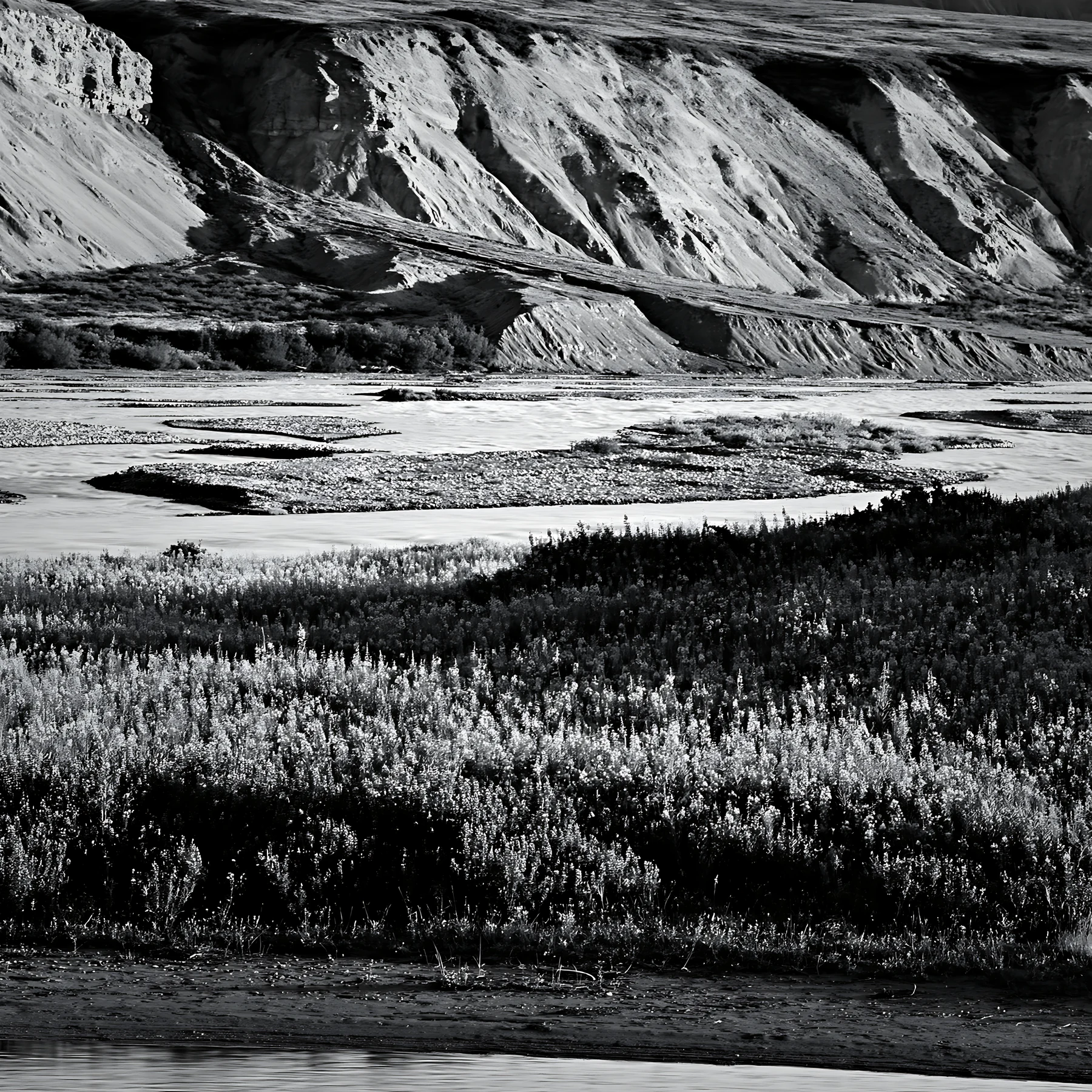 Fireweed lupine meadow in a black and white landscape - AI-generated stock image