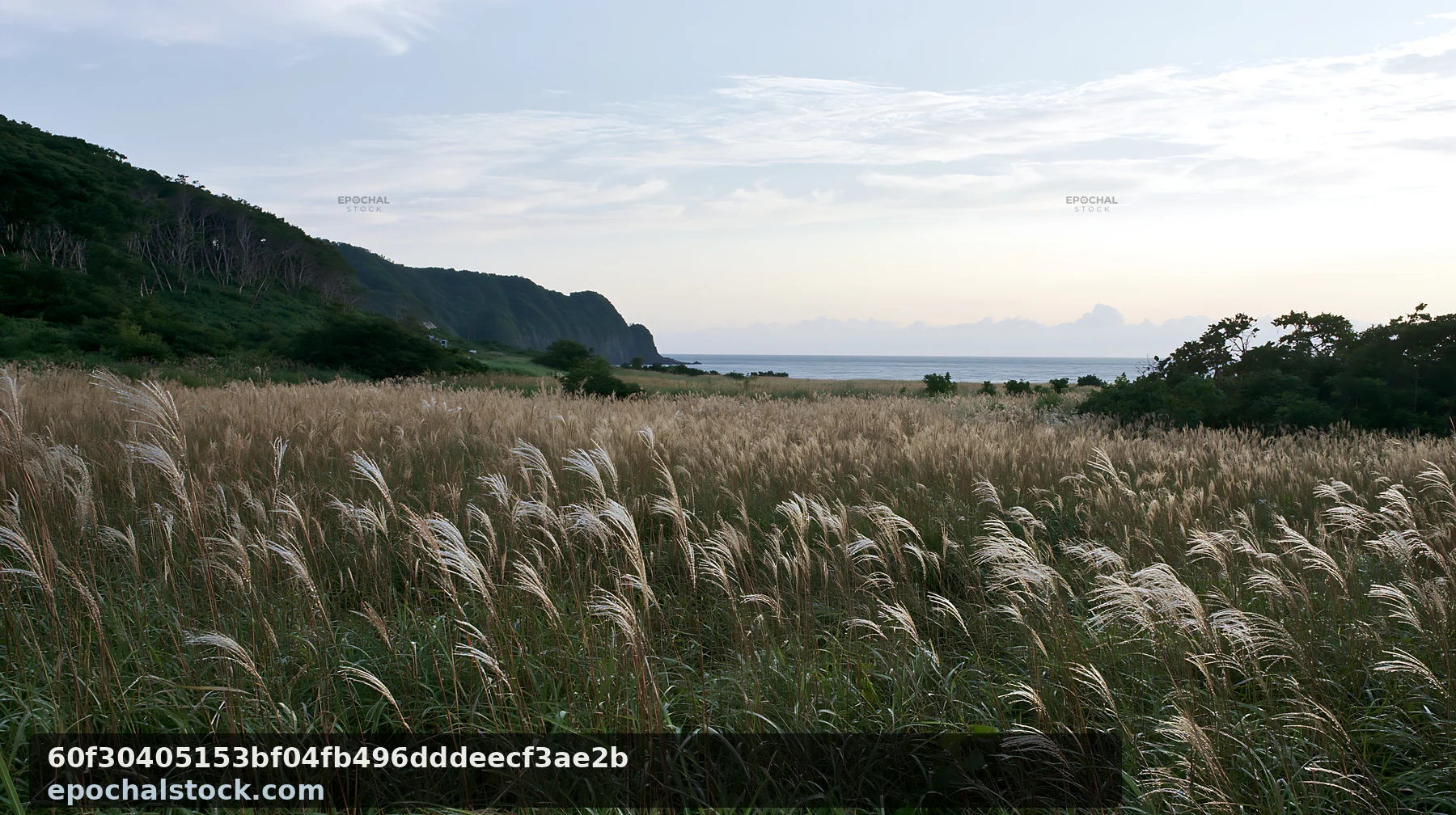 Iwate rain refreshed meadow seedhead foreground with a coastal view - AI-generated stock image