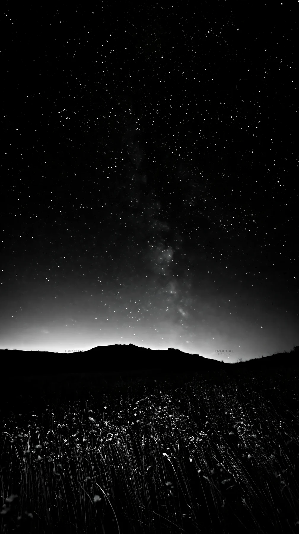 Black and white meadow with seedheads under a starry night sky - AI-generated stock image