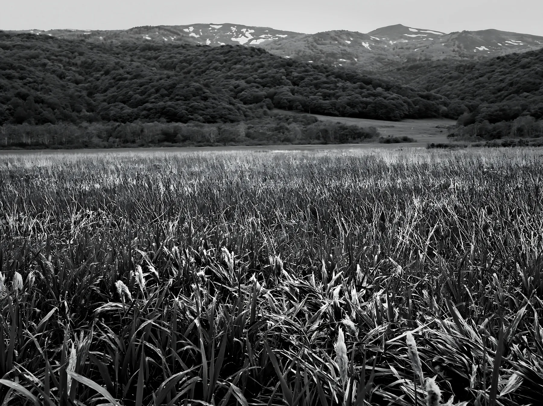 Black and white iwate rain refreshed meadow seedhead foreground - AI-generated stock image