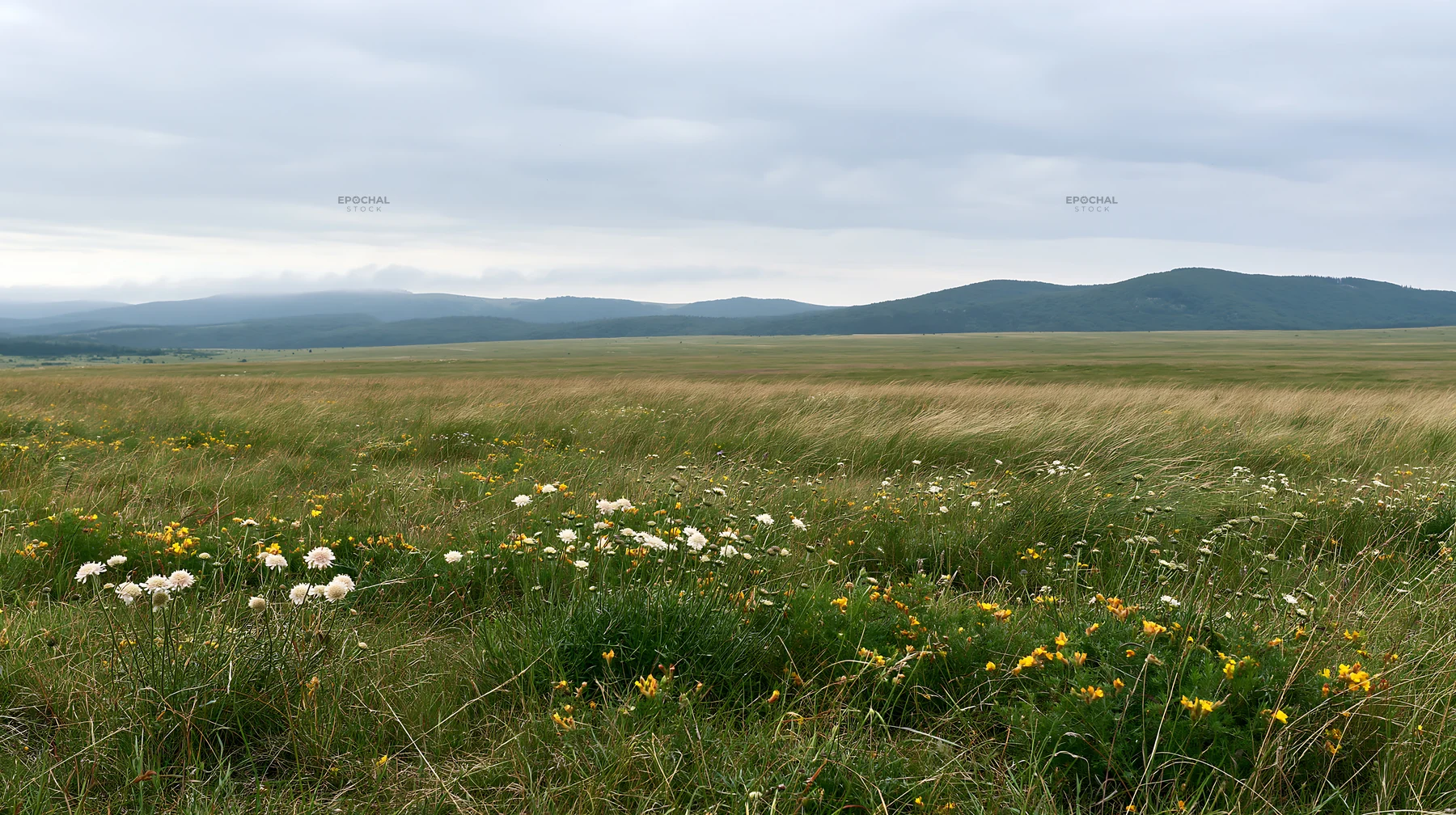 Cloudy limestone meadow with wildflowers and distant hills - AI-generated stock image