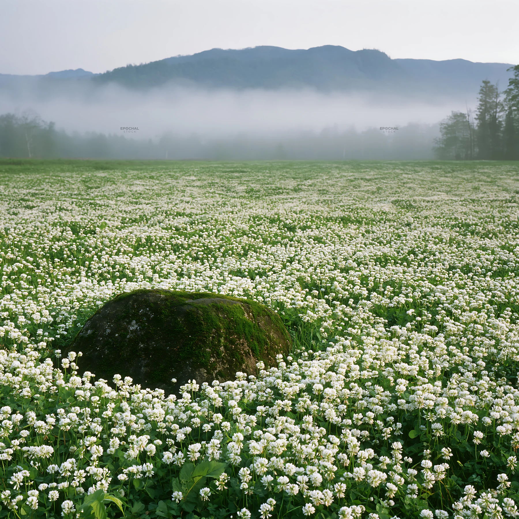 Miyagi spring recovery meadow mossy stone in a natural setting - AI-generated stock image