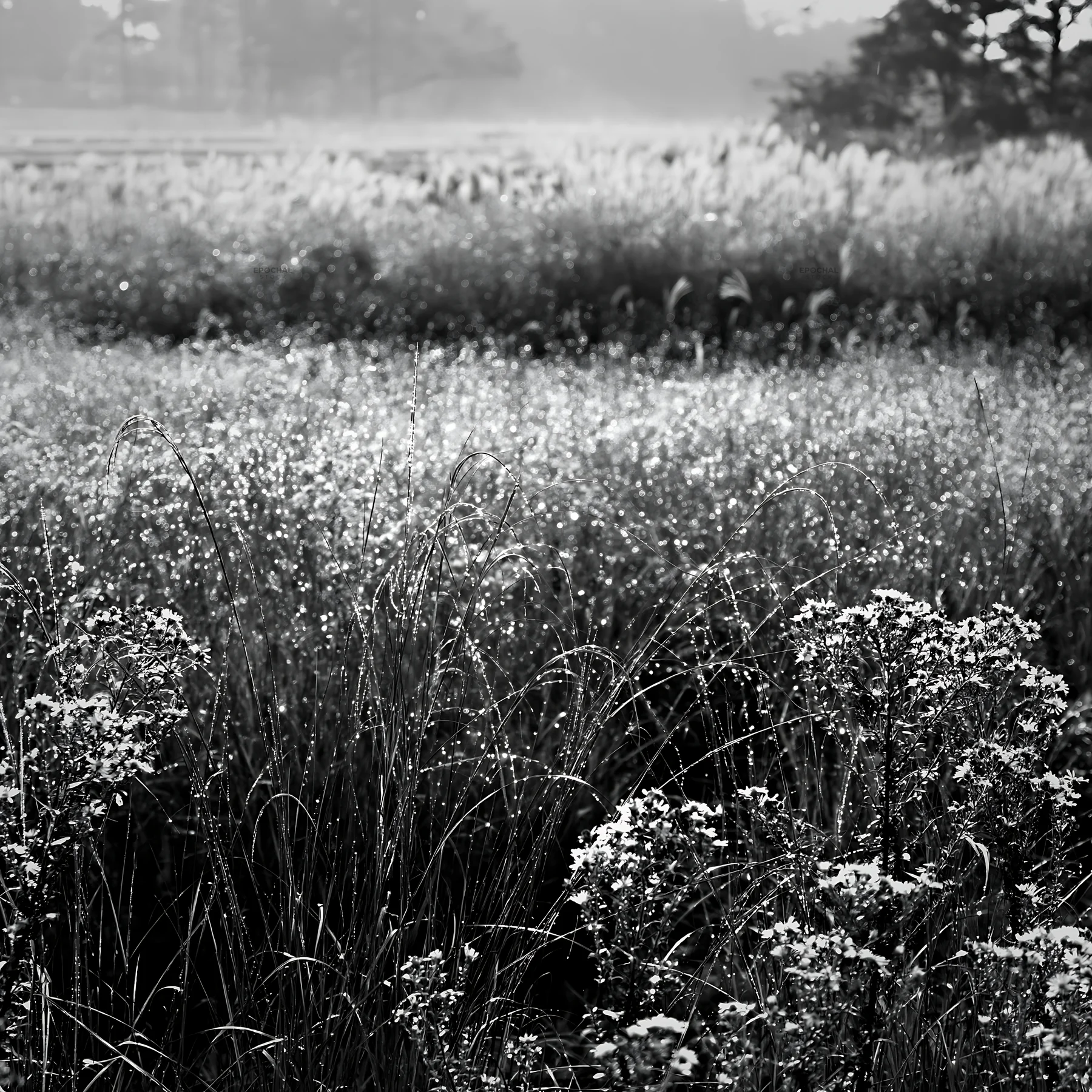 Black and white fukui native grass meadow rain droplets capture - AI-generated stock image