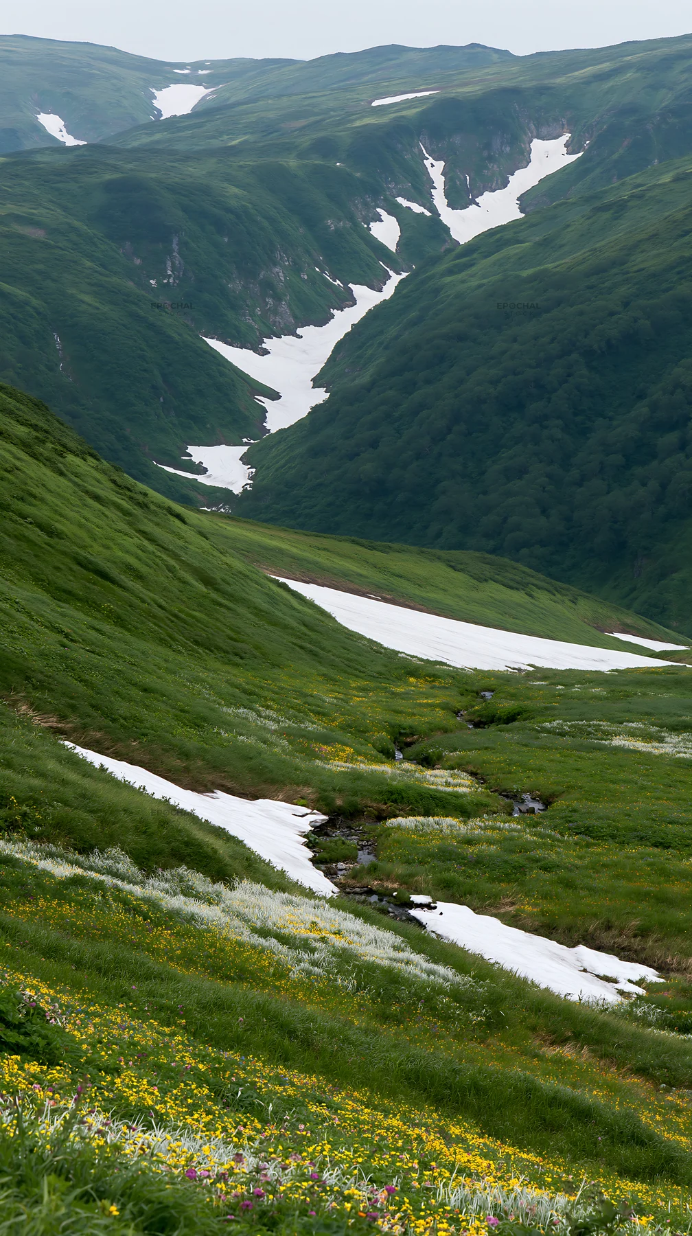 Akita snowmelt meadow with silver grasses stretches across hills - AI-generated stock image