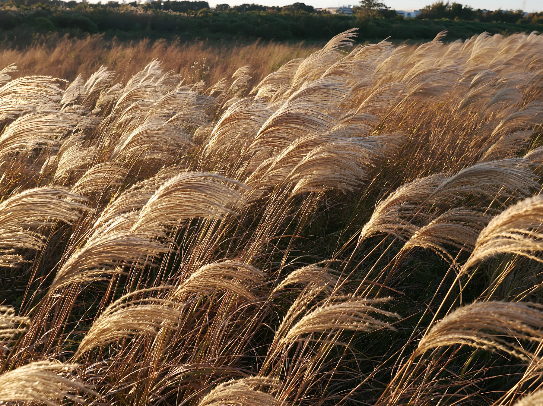 Tokyo urban biodiversity meadow with seedheads in sunlight - AI-generated stock image