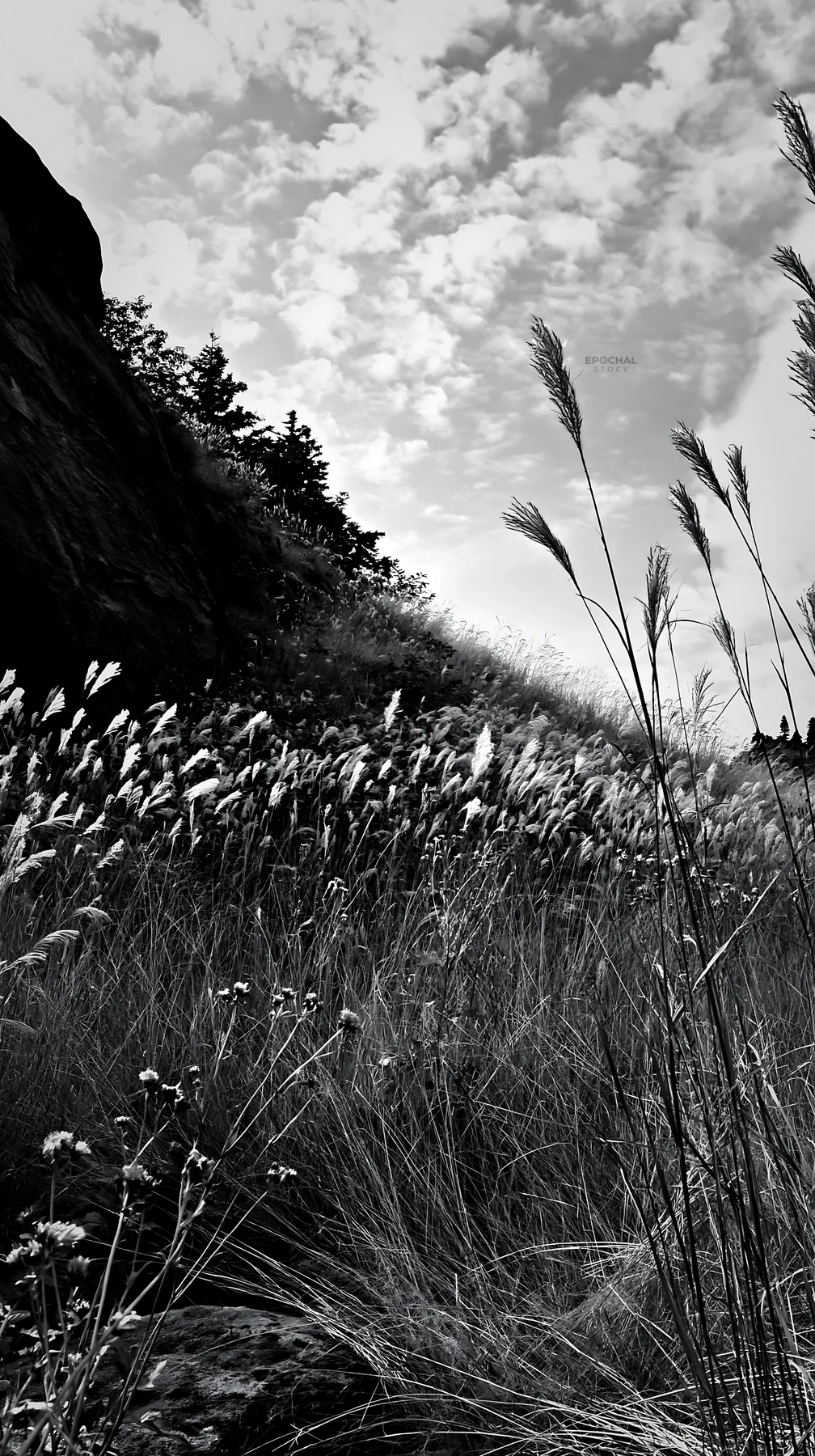 Black and white aomori climate resilient meadow with boulder - AI-generated stock image