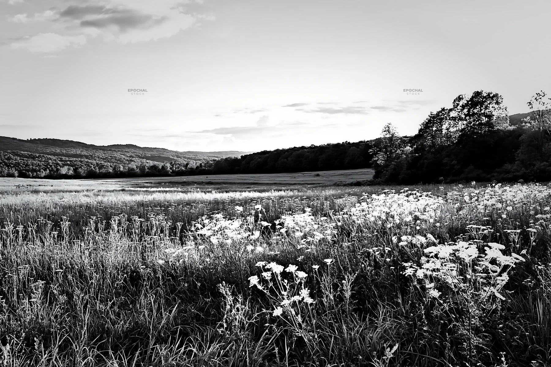 Sunny umbel flower meadow in black and white landscape - AI-generated stock image