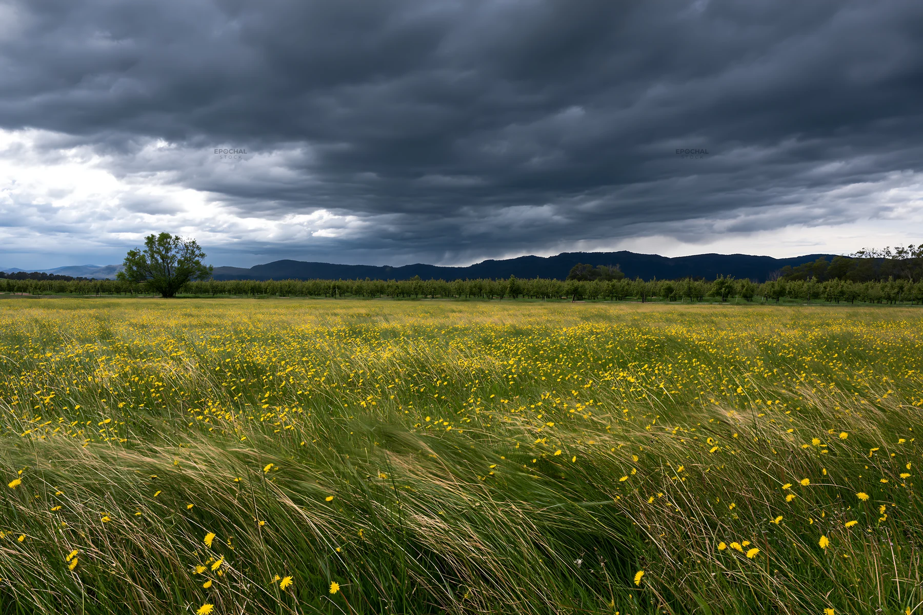 Dandelion meadow under cloudy skies - AI-generated stock image