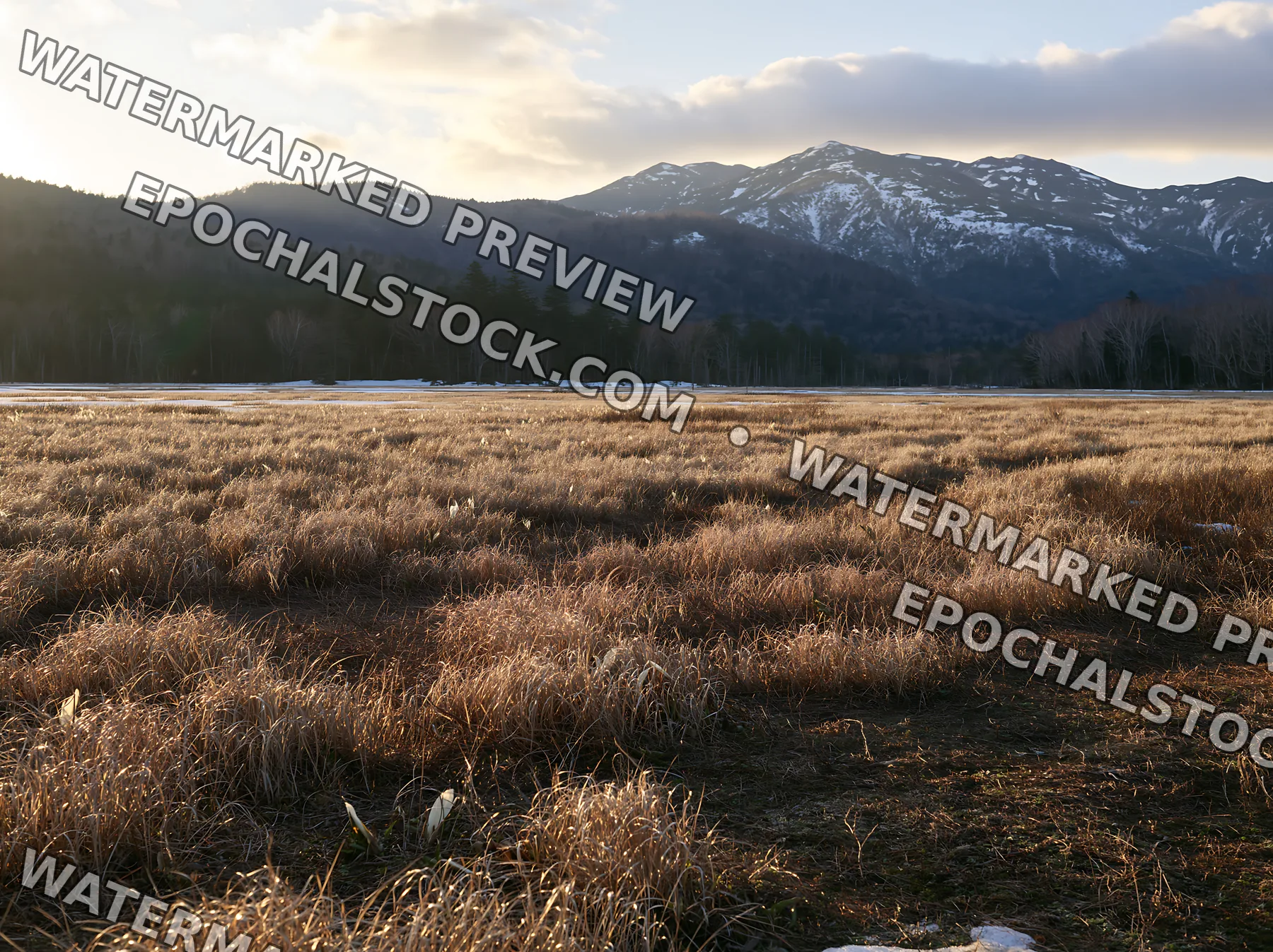 Akita snowmelt meadow with silver grasses during sunset - AI-generated stock image
