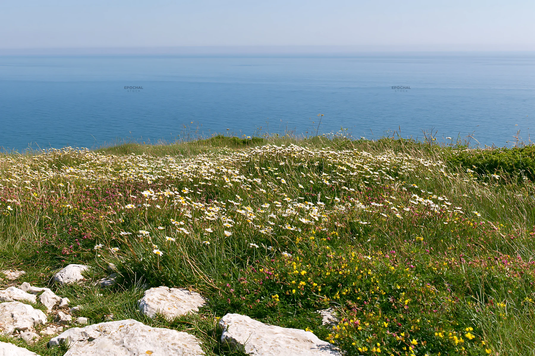 Coastal cliff meadow with wildflowers near the ocean - AI-generated stock image