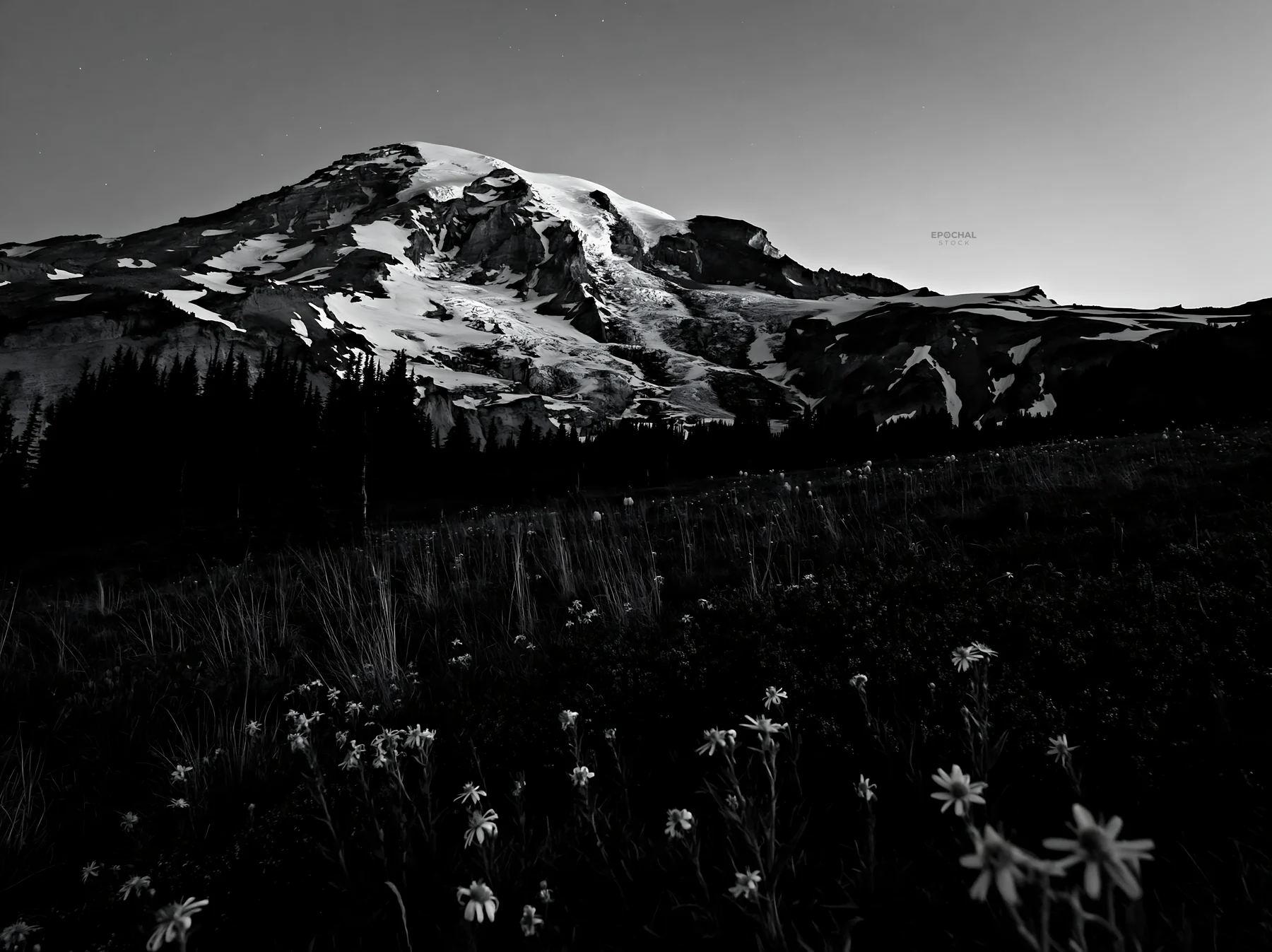 Black and white mount Rainier wildflower meadow sunrise views - AI-generated stock image