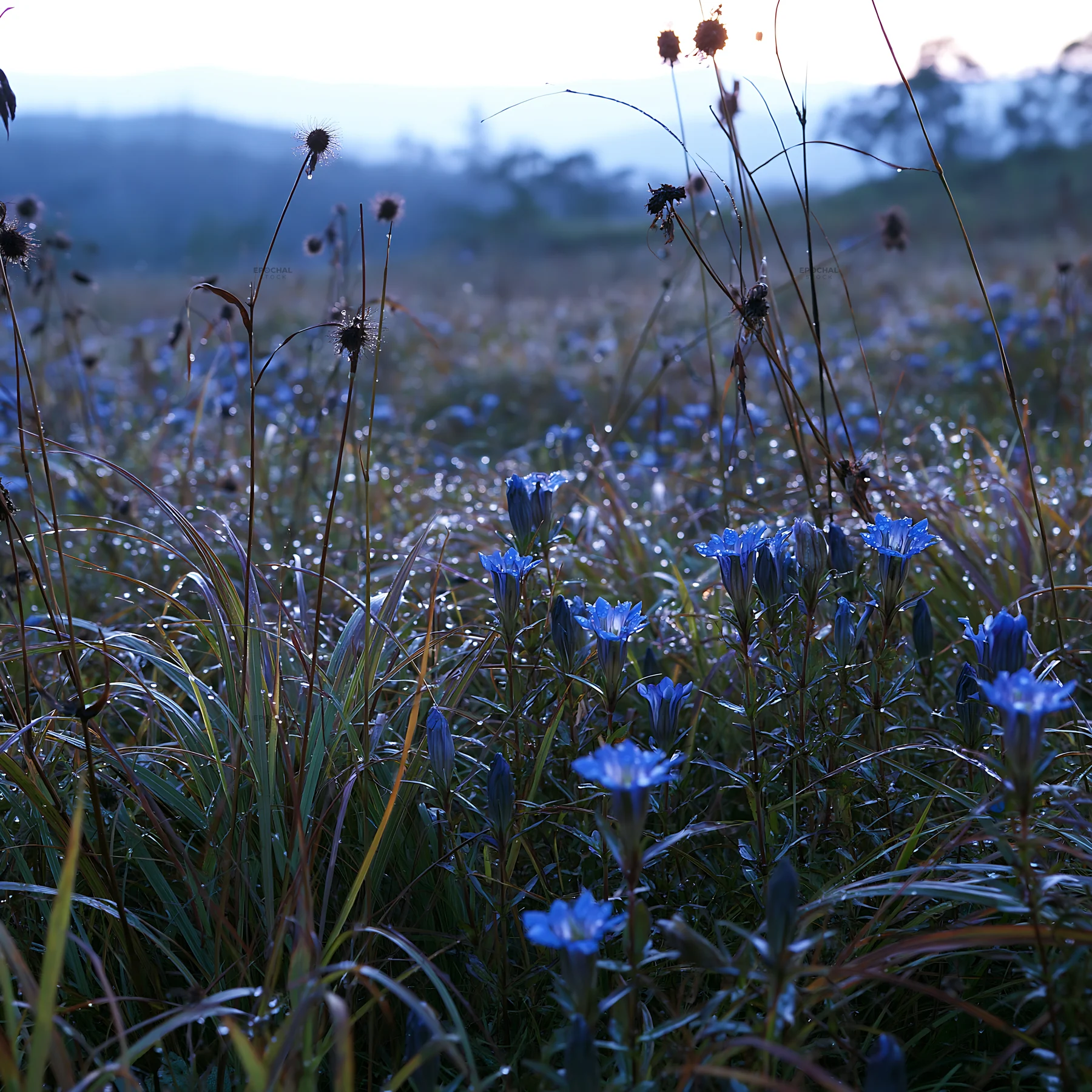 Expansive Hokkaido restoration meadow with dewdrops - AI-generated stock image