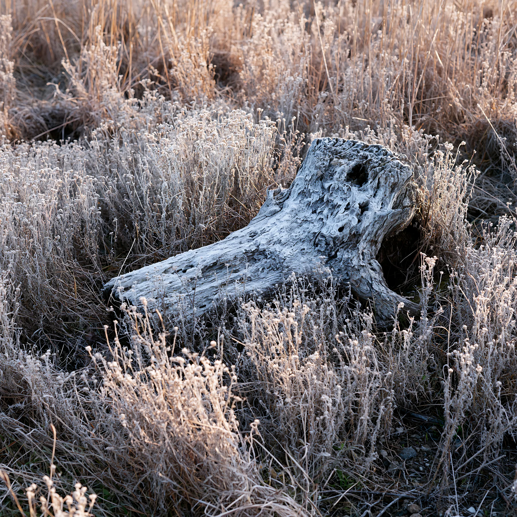 Fukushima native meadow with weathered stump - AI-generated stock image