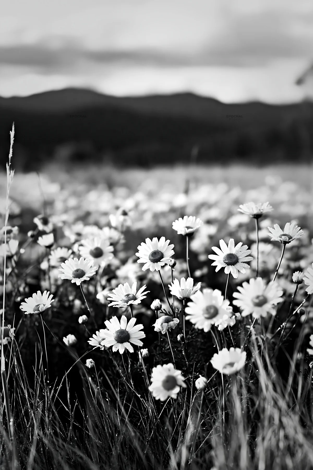 Black and white chamomile meadow for wellness campaign - AI-generated stock image