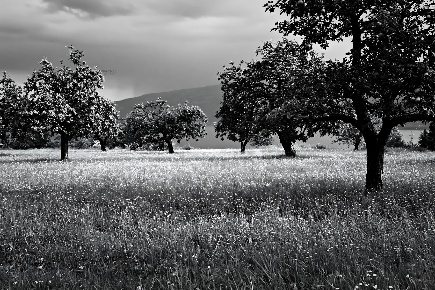 Black and white lakeside orchard meadow with trees and grassy field - AI-generated stock image
