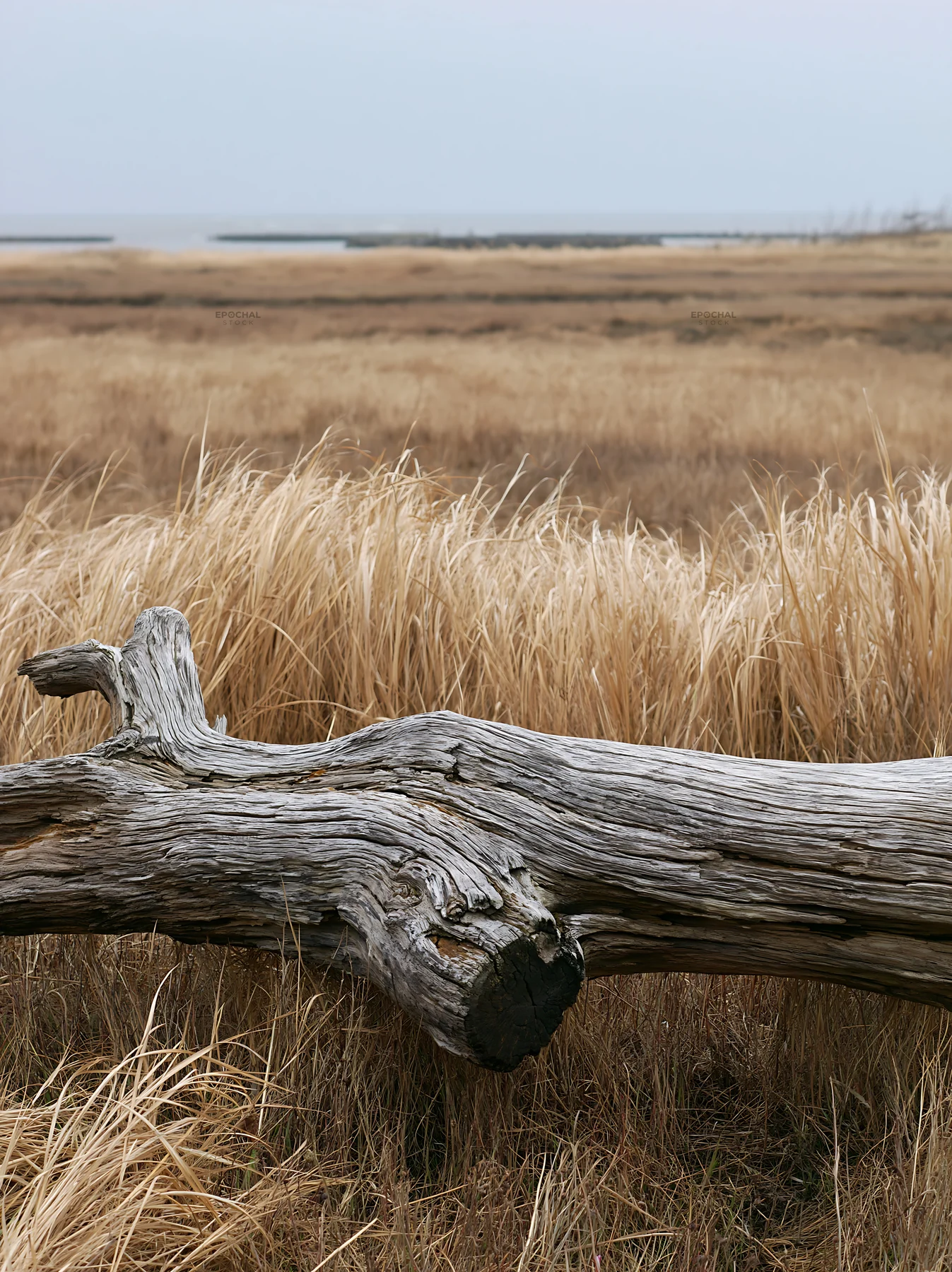 Chiba coastal climate meadow driftwood in foreground - AI-generated stock image