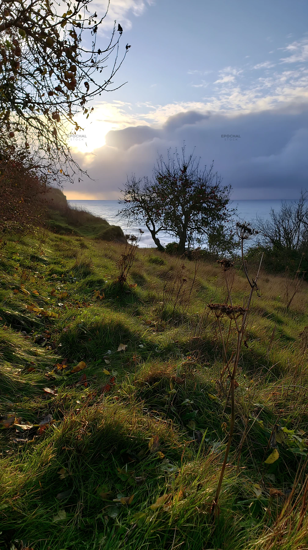 Seaside orchard meadow under cloudy sky at sunset - AI-generated stock image