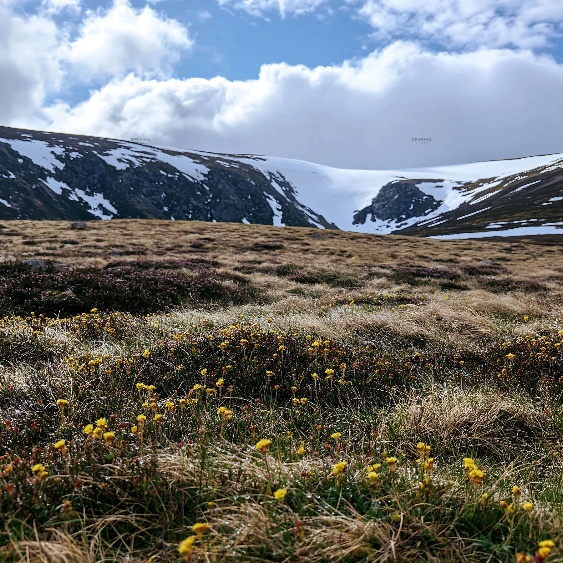 Snowline meadow with blooming flowers near mountain range - AI-generated stock image