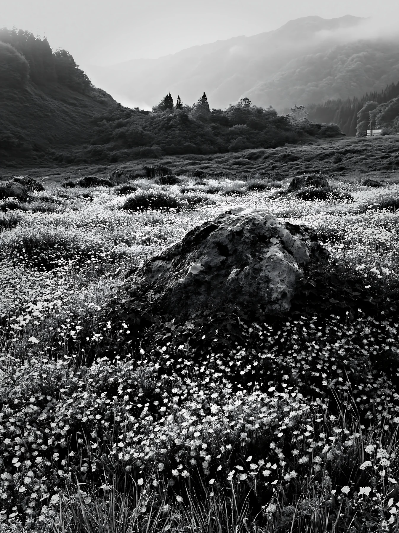 Yamaguchi limestone meadow with pale boulder and wildflowers - AI-generated stock image