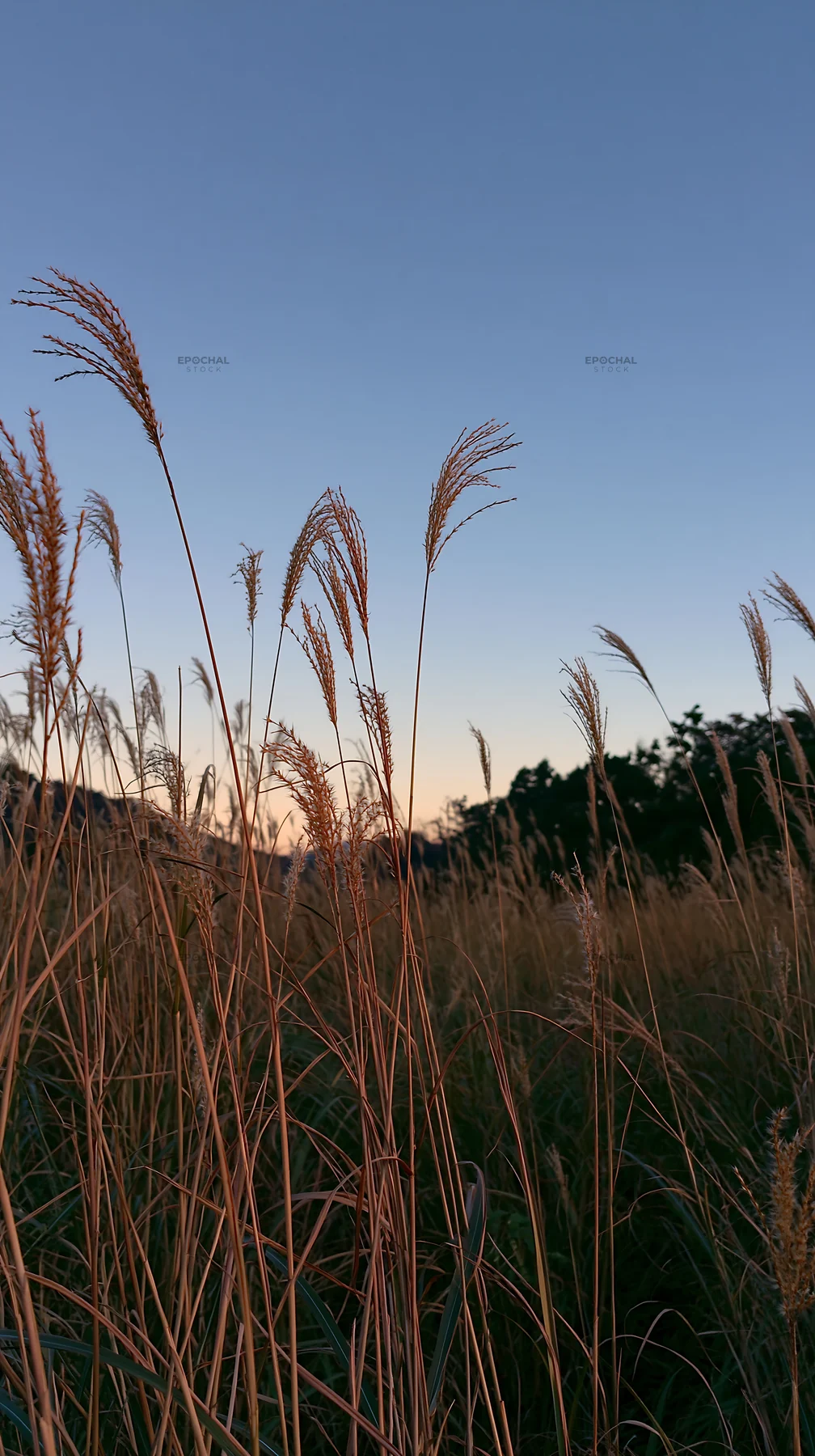 Okayama golden meadow with seedhead foreground - AI-generated stock image