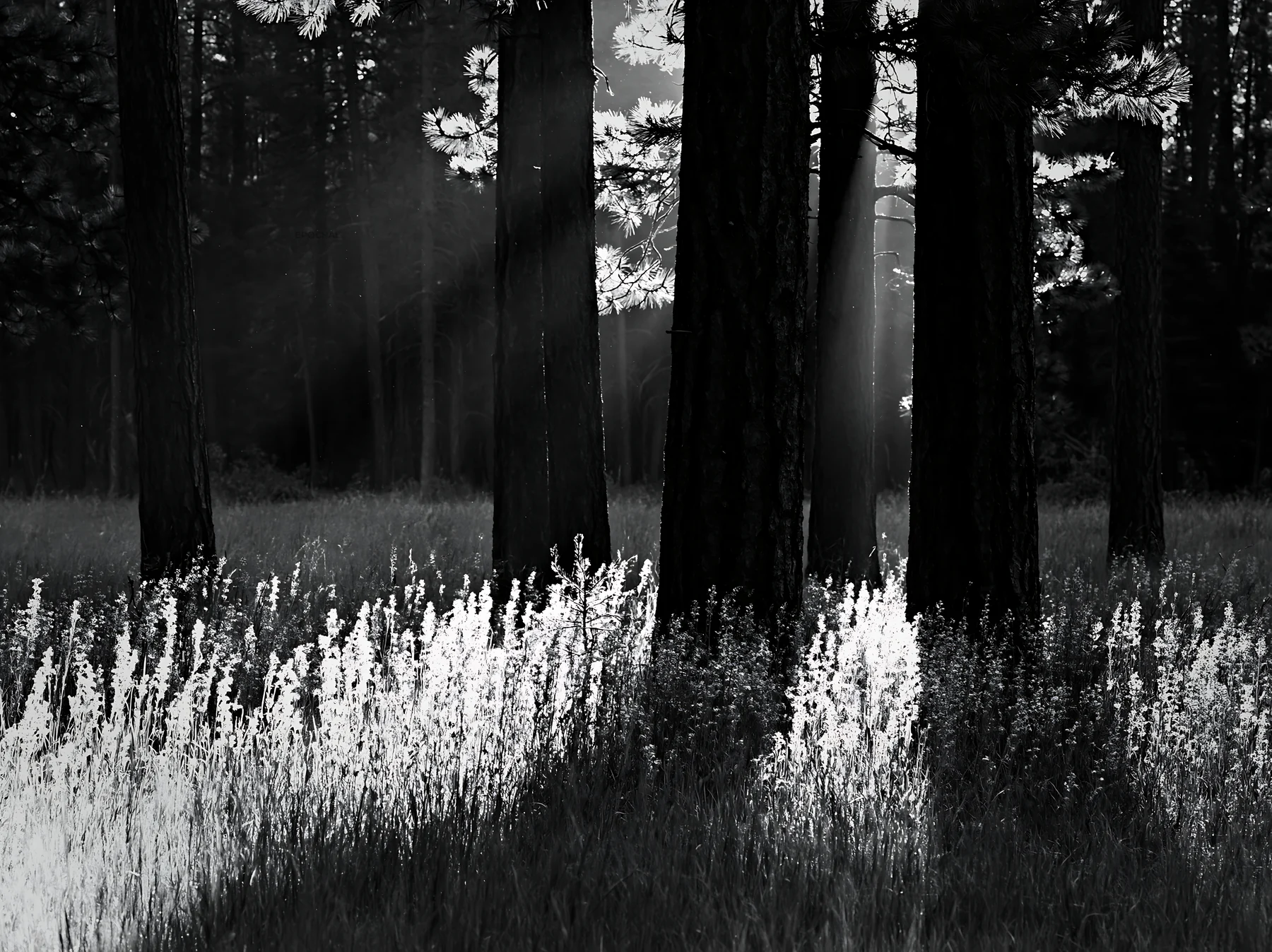 Pine forest meadow with sunlight shining through trees - AI-generated stock image