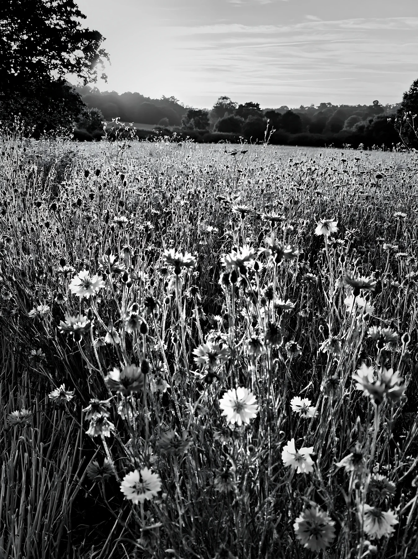 Black and white colorful cornflower meadow in the sunset light - AI-generated stock image