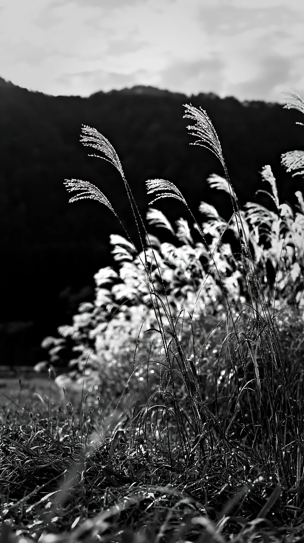 Black and white fukui native grass meadow rain droplets - AI-generated stock image