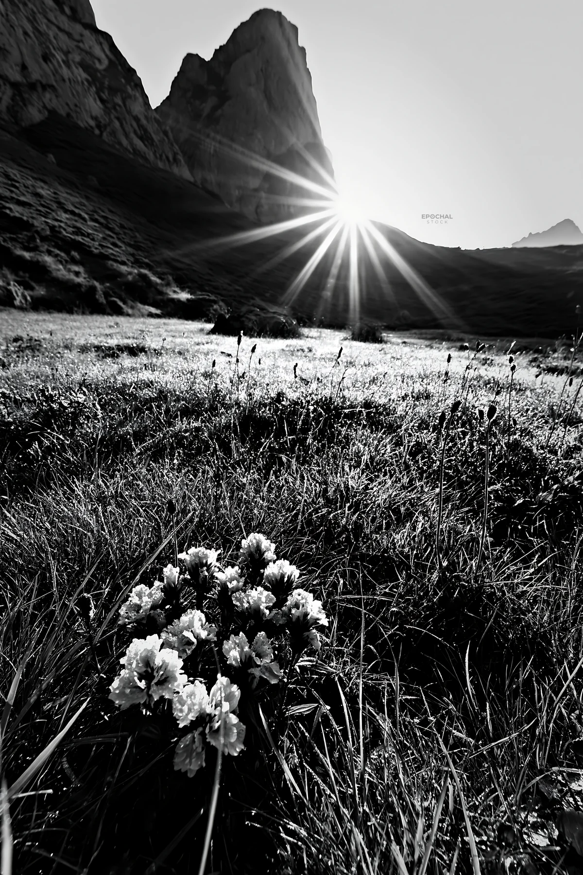 Sunrays shining over Picos de Europa meadow with flowers - AI-generated stock image
