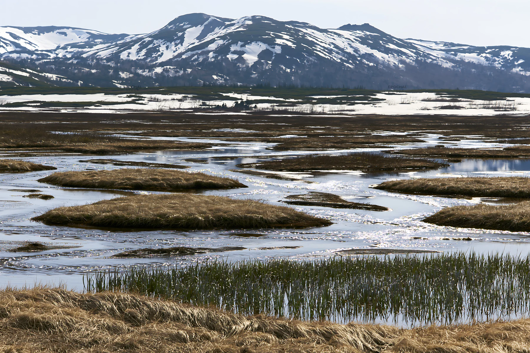 Akita snowmelt meadow with silver grasses in a mountain setting - AI-generated stock image