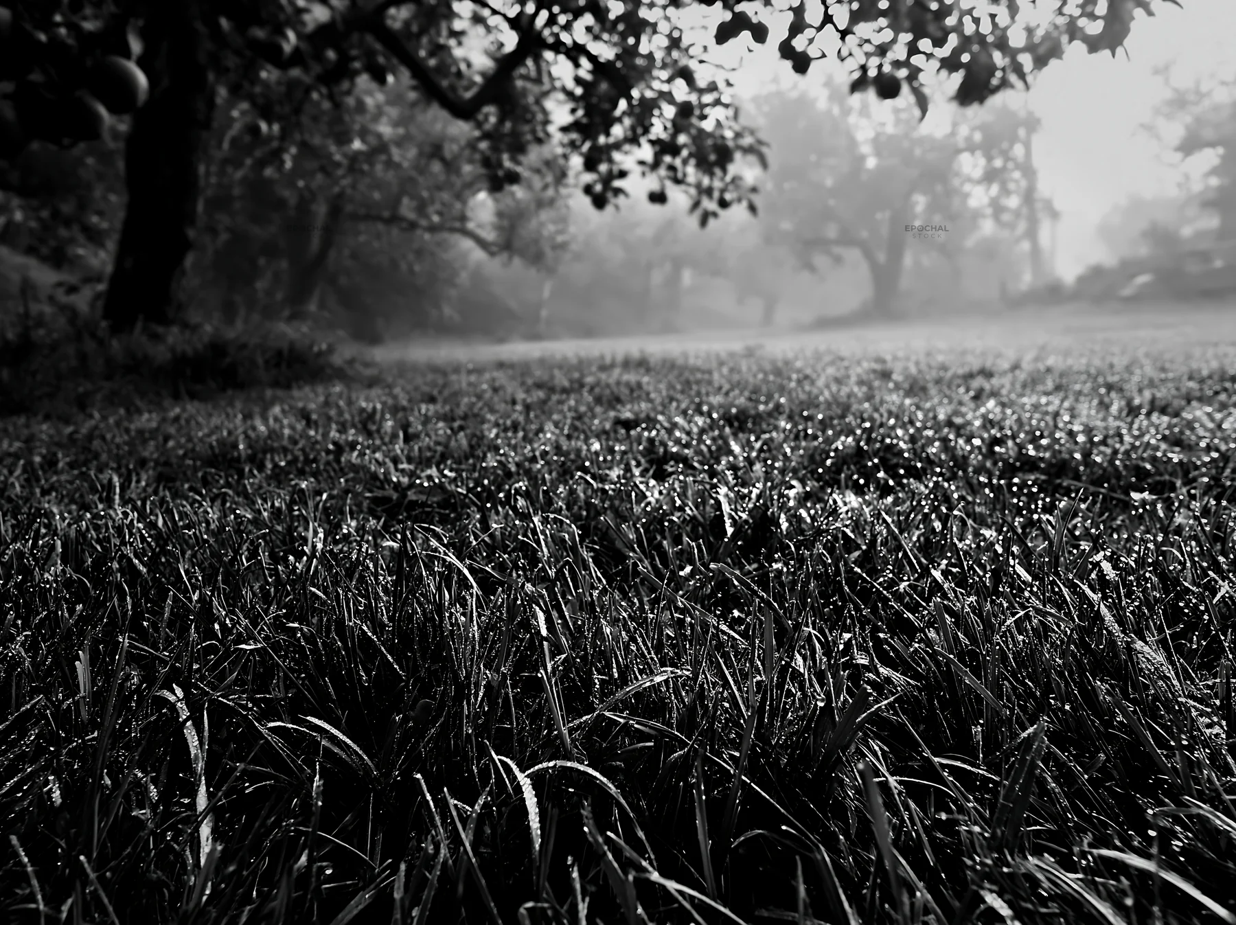 Black and white foggy orchard meadow with lush grass and dew drops - AI-generated stock image
