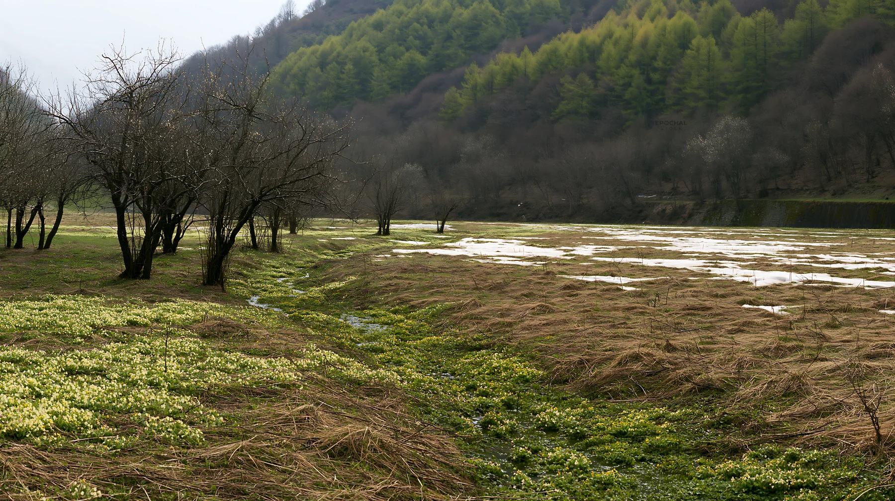 Apple meadow in a valley with green plants and bare trees - AI-generated stock image