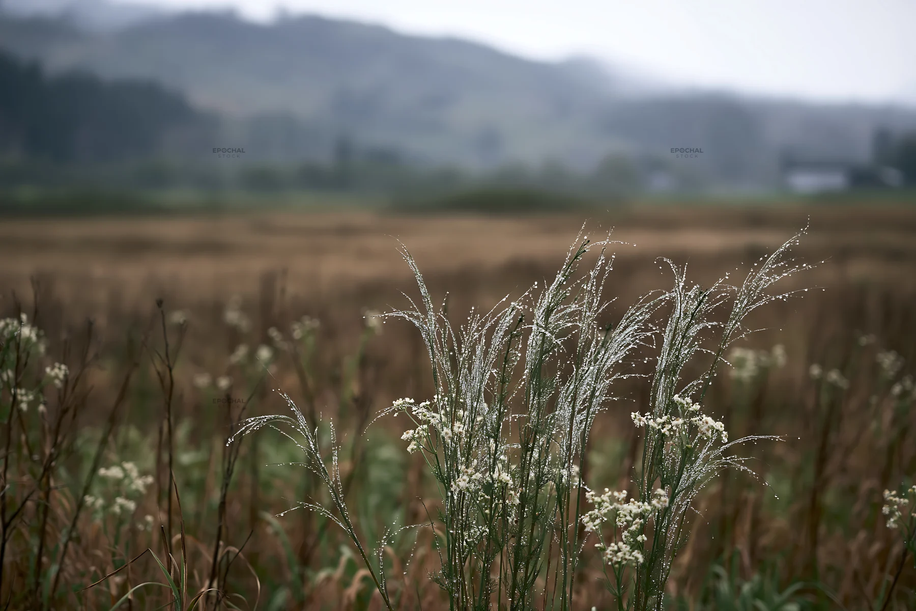 Akita snowmelt meadow with silver grasses in a quiet landscape - AI-generated stock image