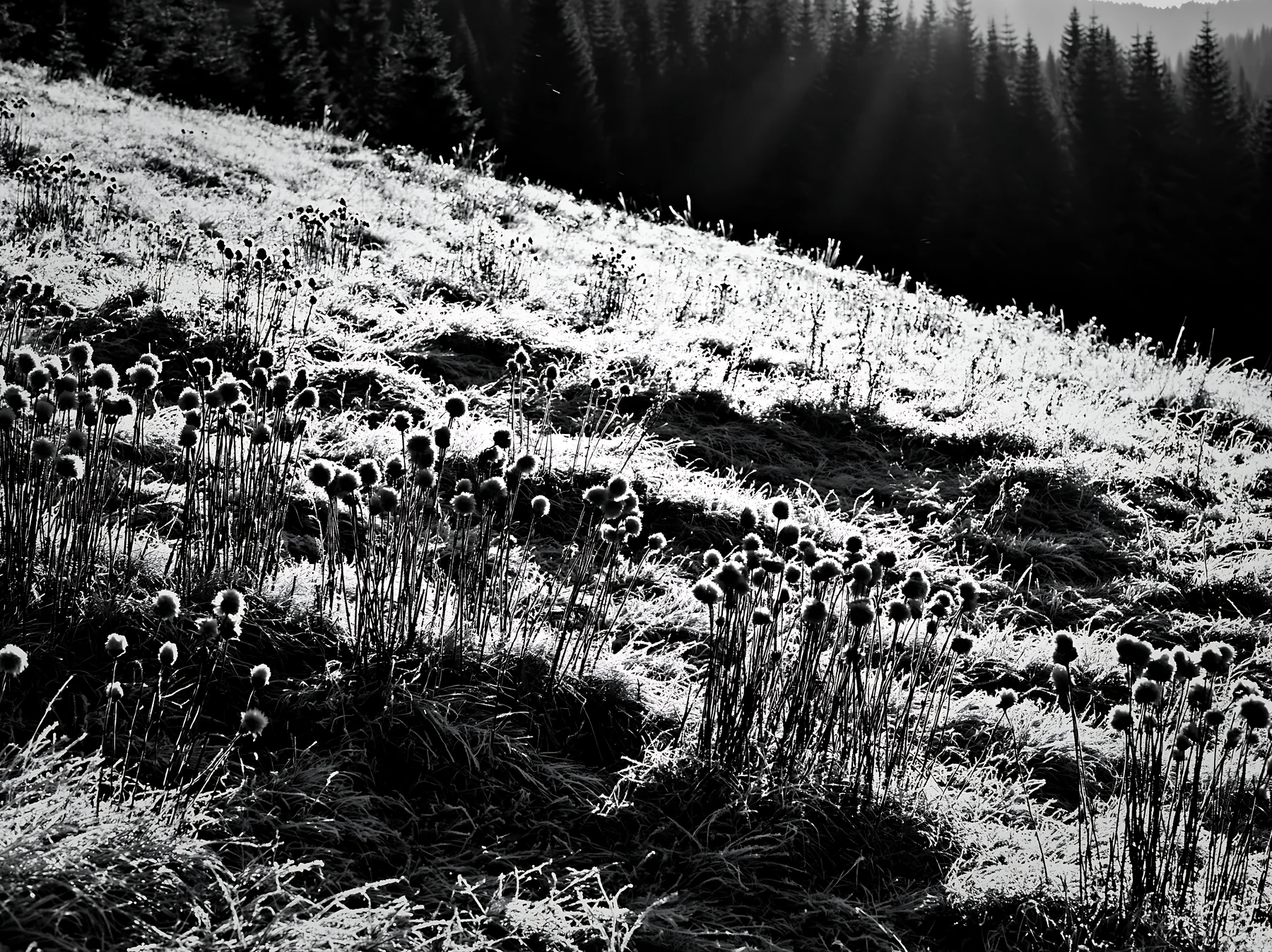 Snowy highland meadow with frost-covered plants under sunlight - AI-generated stock image