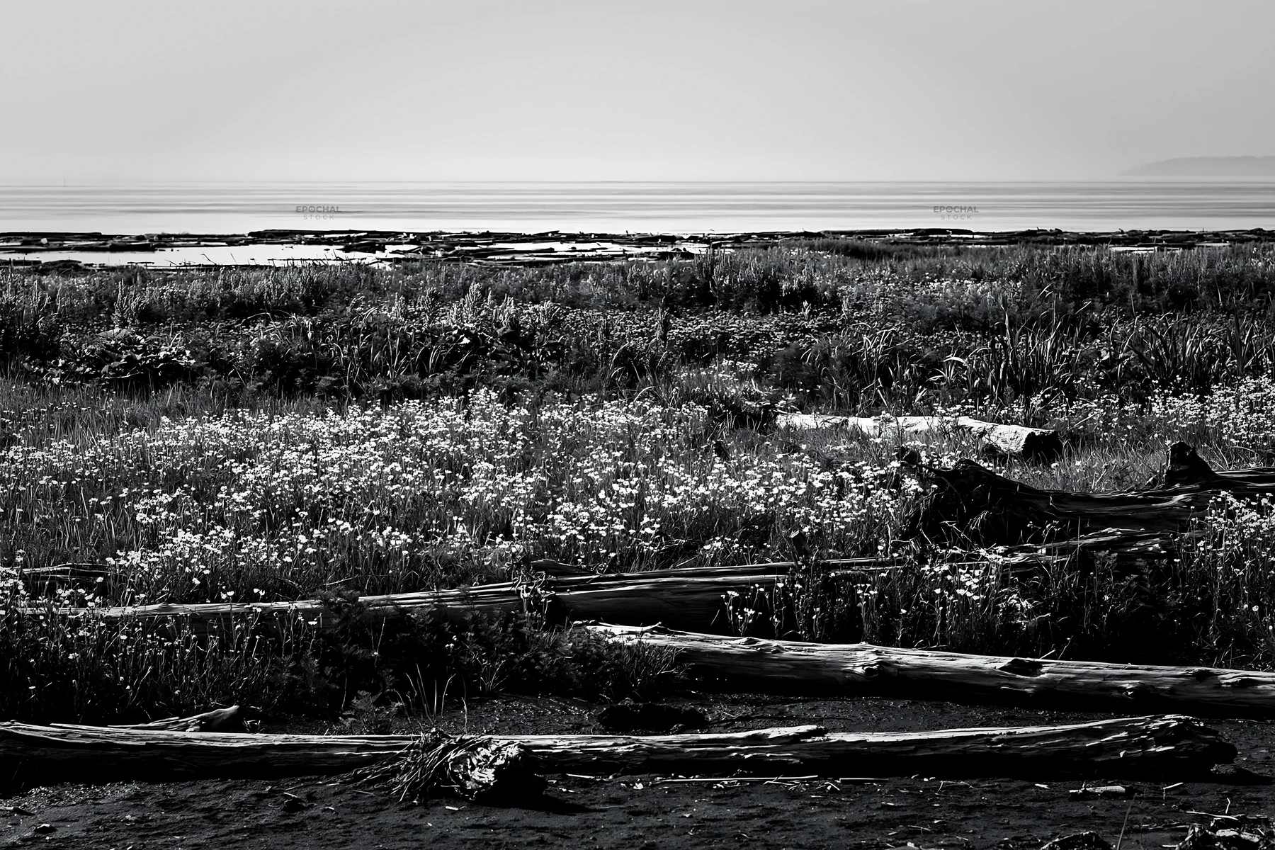 Black and white chiba coastal climate meadow driftwood foreground - AI-generated stock image