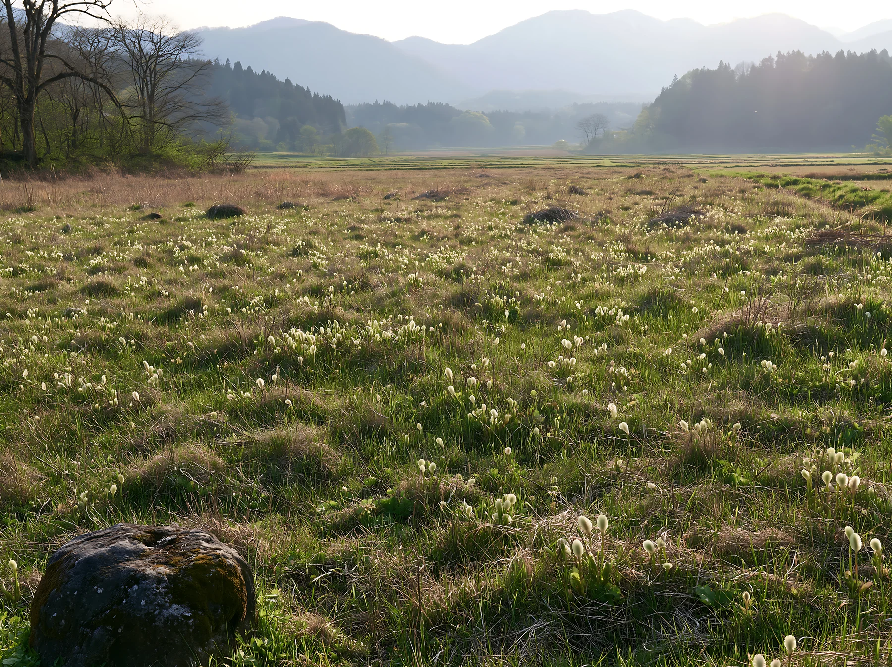 Miyagi spring recovery meadow mossy stone in natural landscape - AI-generated stock image